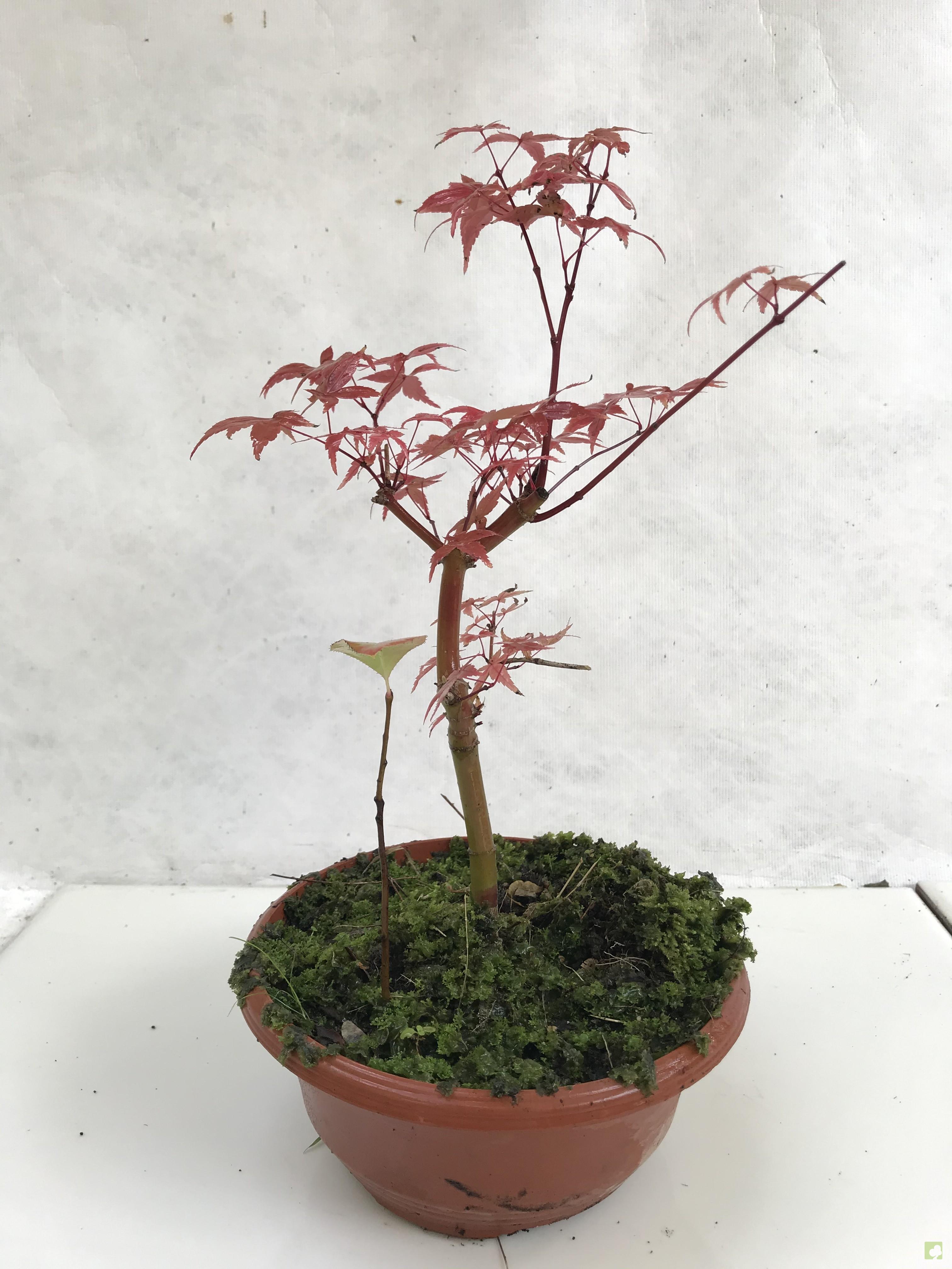 PREBONSAI ACER DESHOJO PREBONSAI ACER DESHOJO