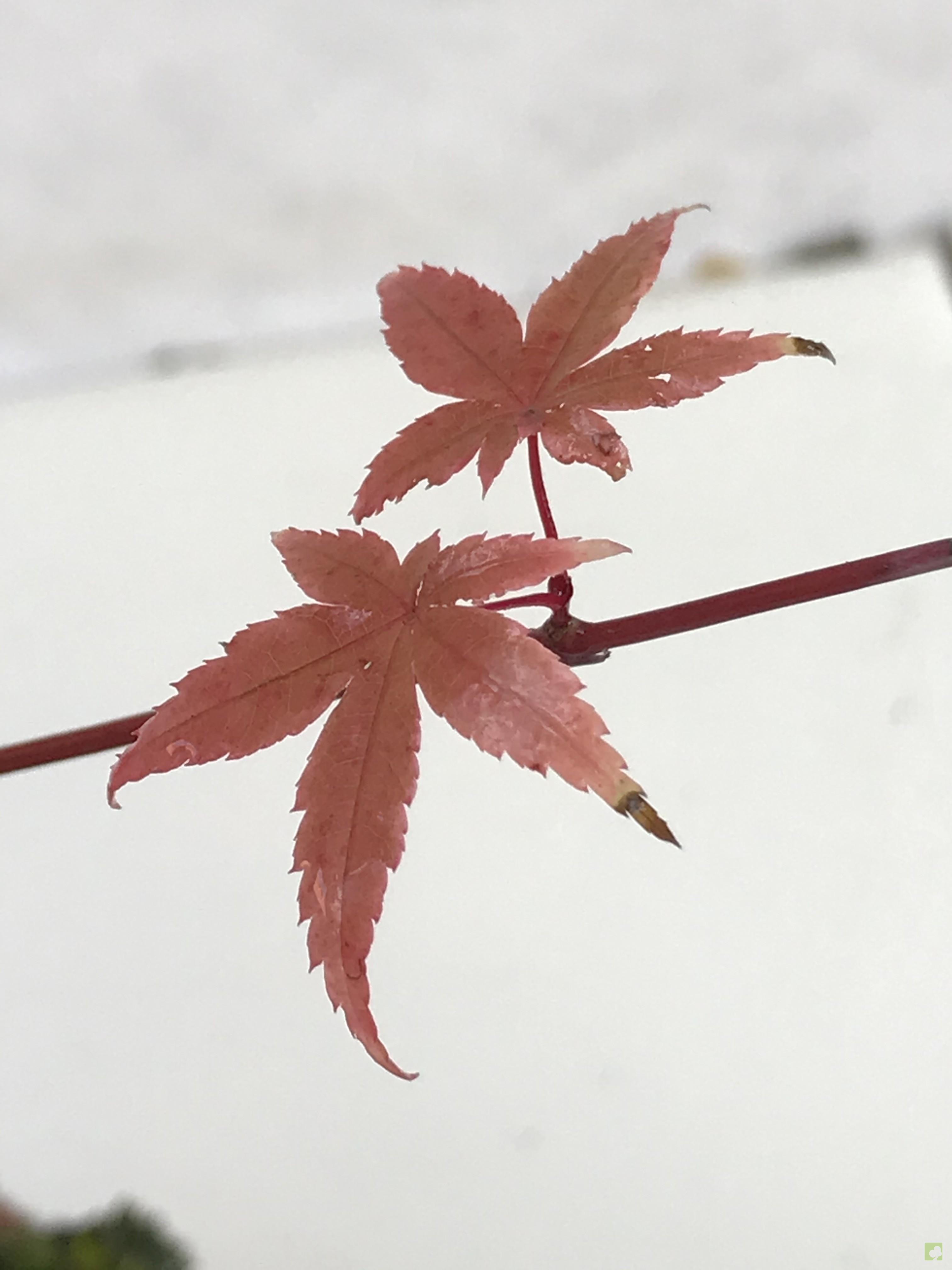 PREBONSAI ACER DESHOJO PREBONSAI ACER DESHOJO