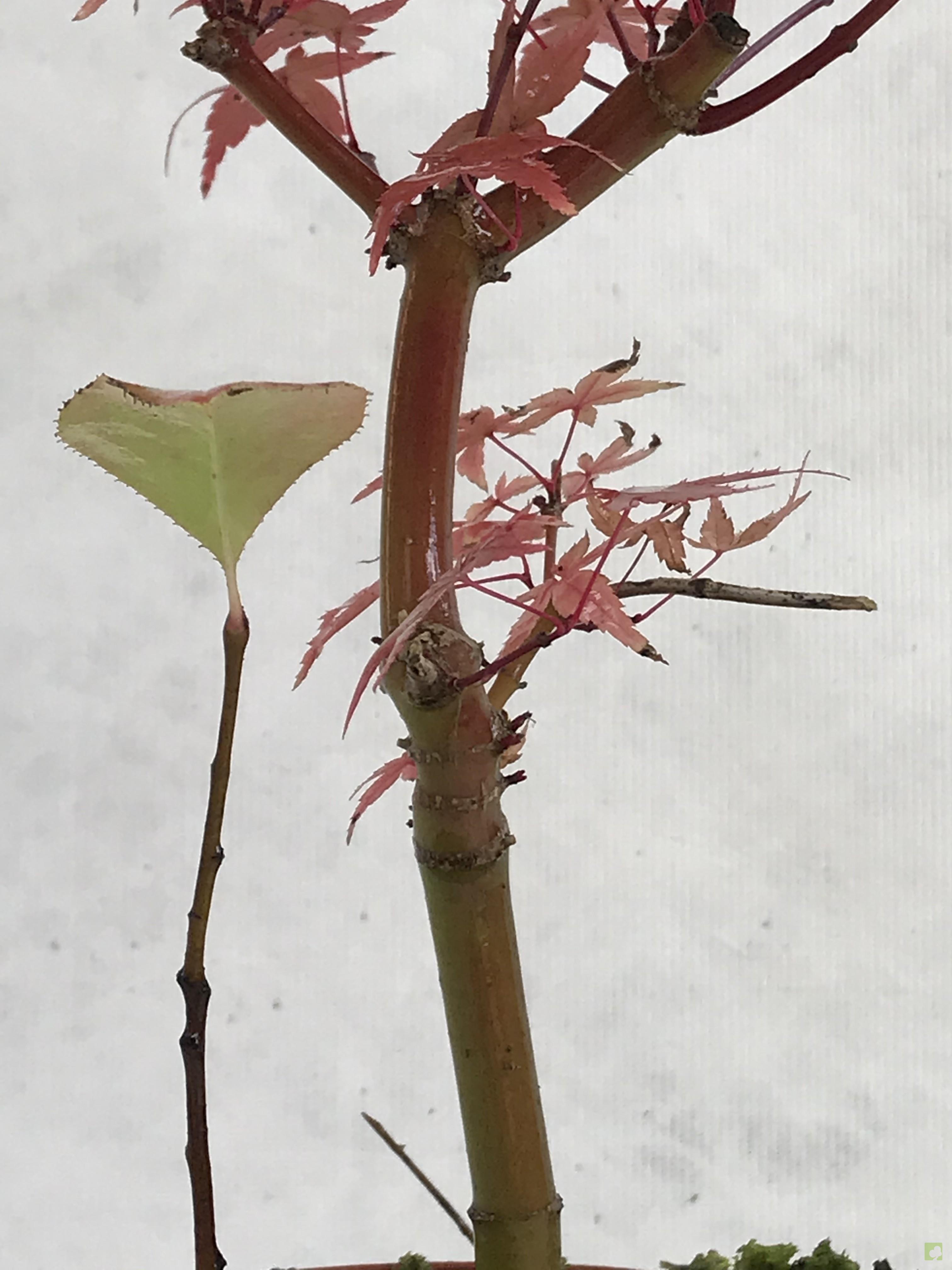 PREBONSAI ACER DESHOJO PREBONSAI ACER DESHOJO