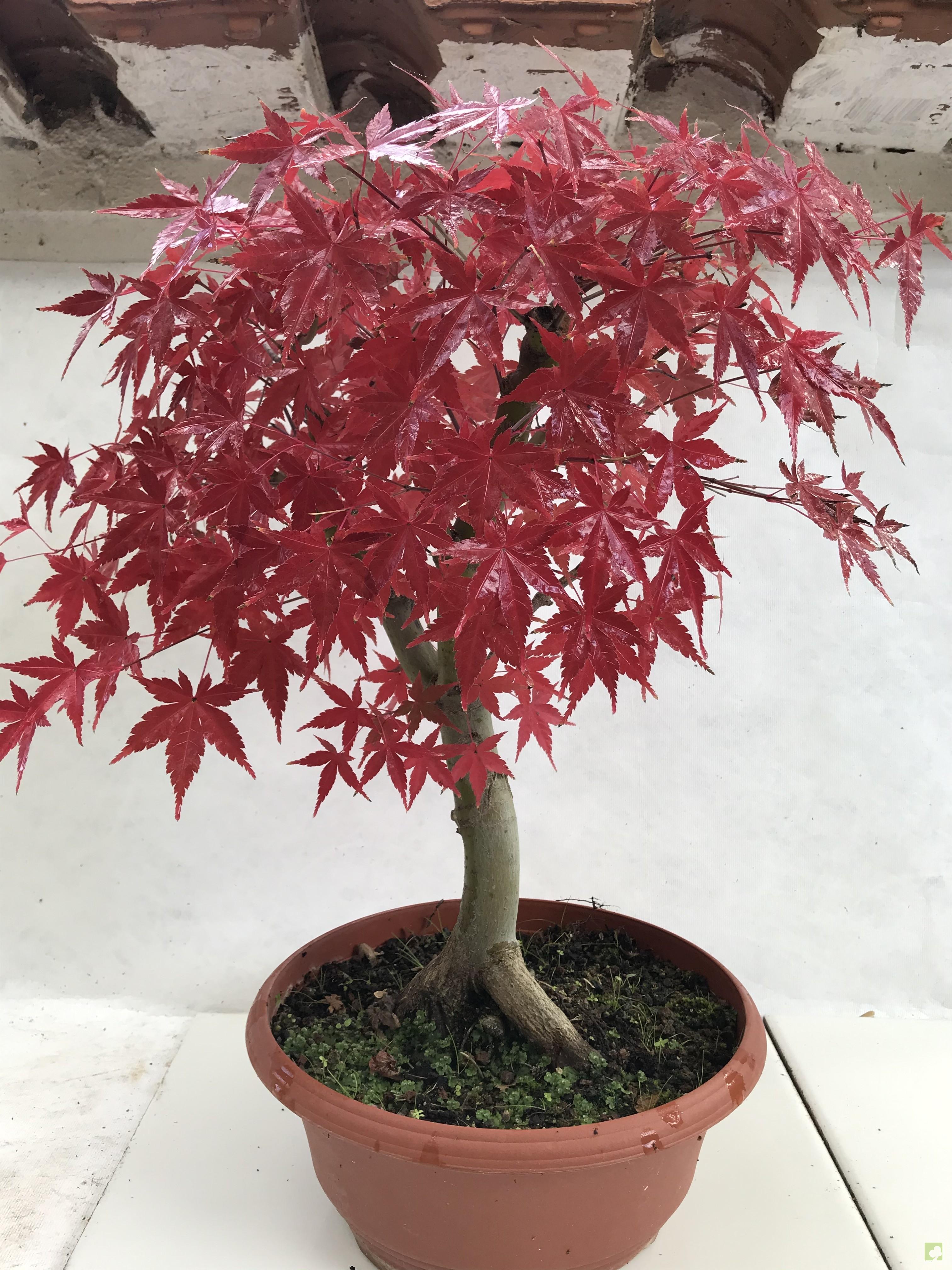 PREBONSAI ACER DESHOJO PREBONSAI ACER DESHOJO
