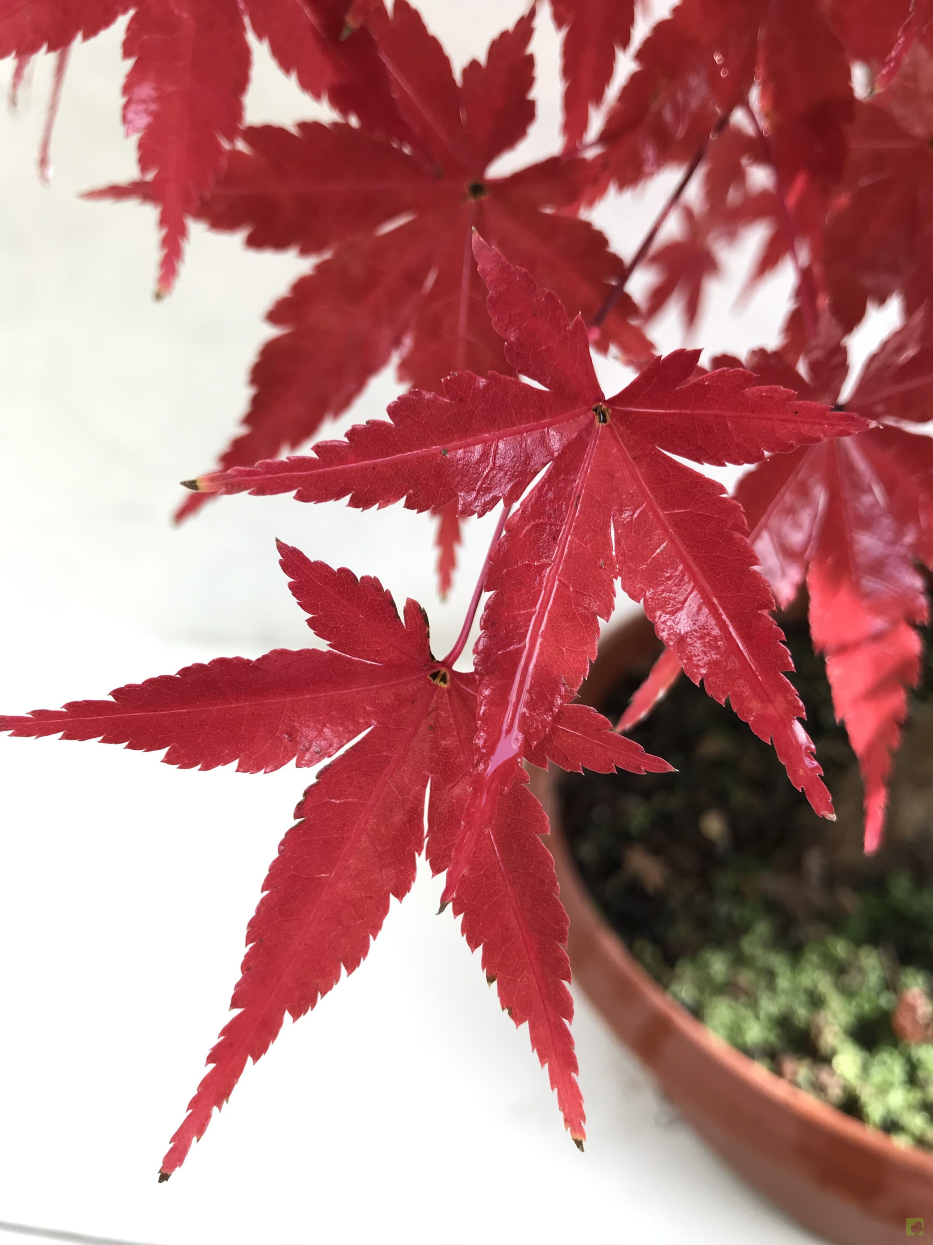 PREBONSAI ACER DESHOJO PREBONSAI ACER DESHOJO