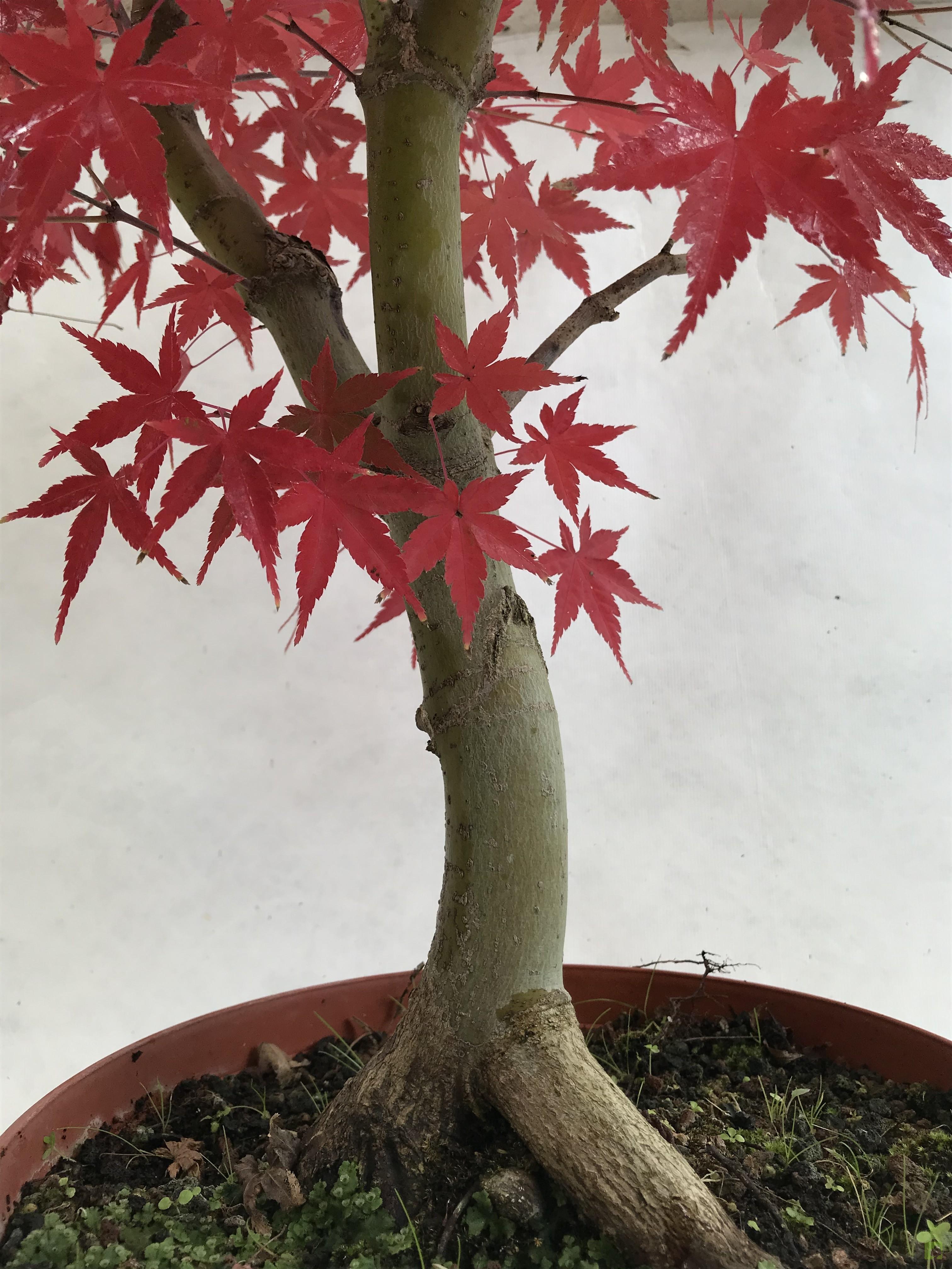 PREBONSAI ACER DESHOJO PREBONSAI ACER DESHOJO