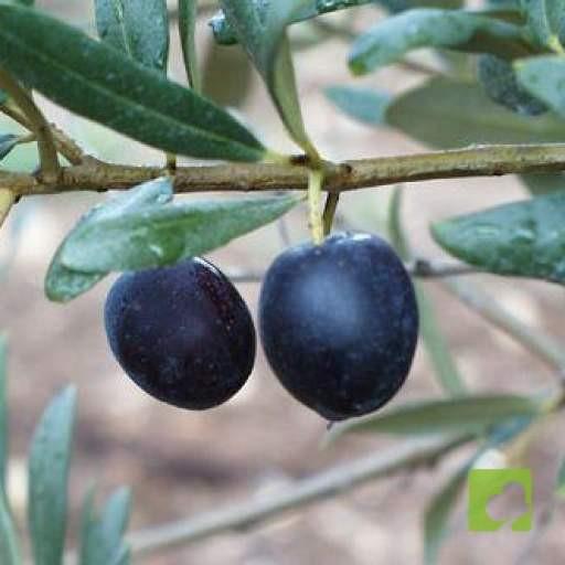 PLANTON OLIVO (3 AÑOS) PLANTON OLIVO (3 AÑOS)