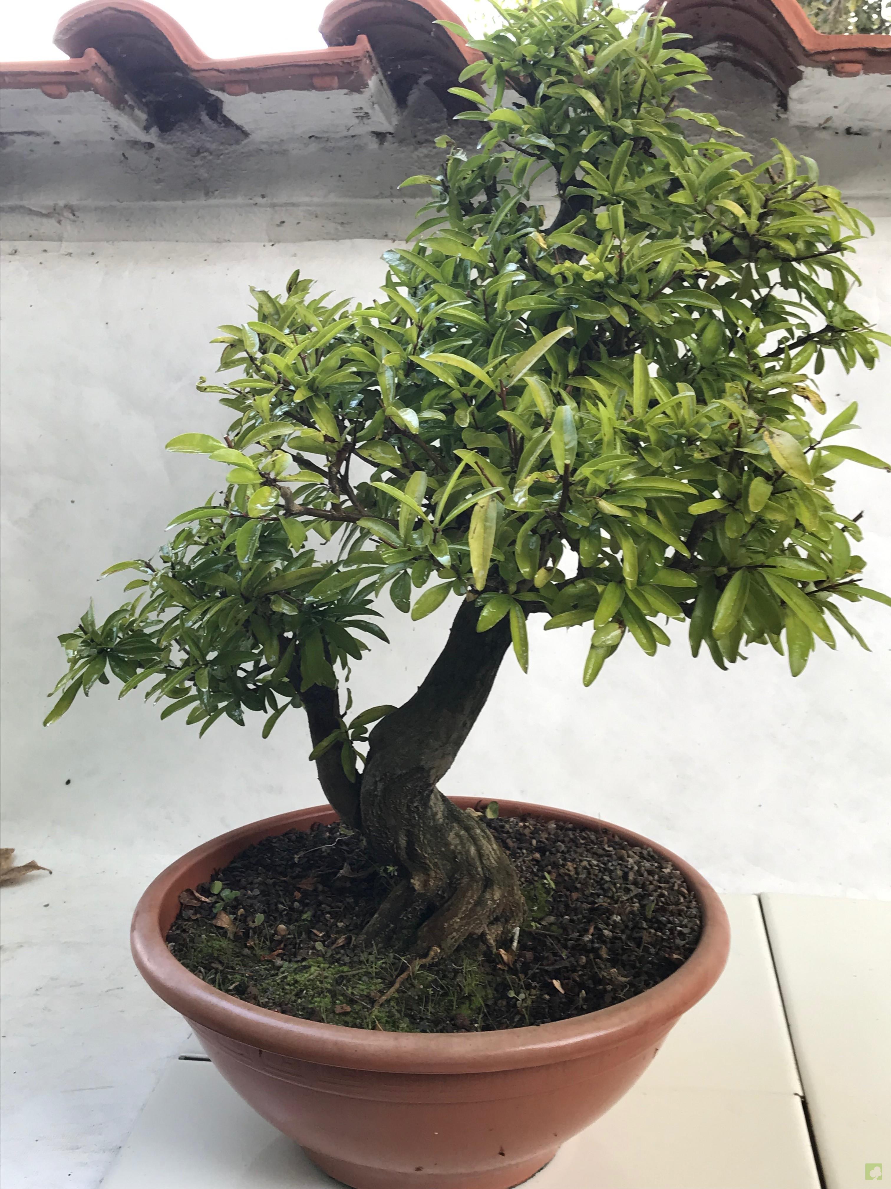 PREBONSAI GRANADO NEJIKAN PREBONSAI GRANADO NEJIKAN