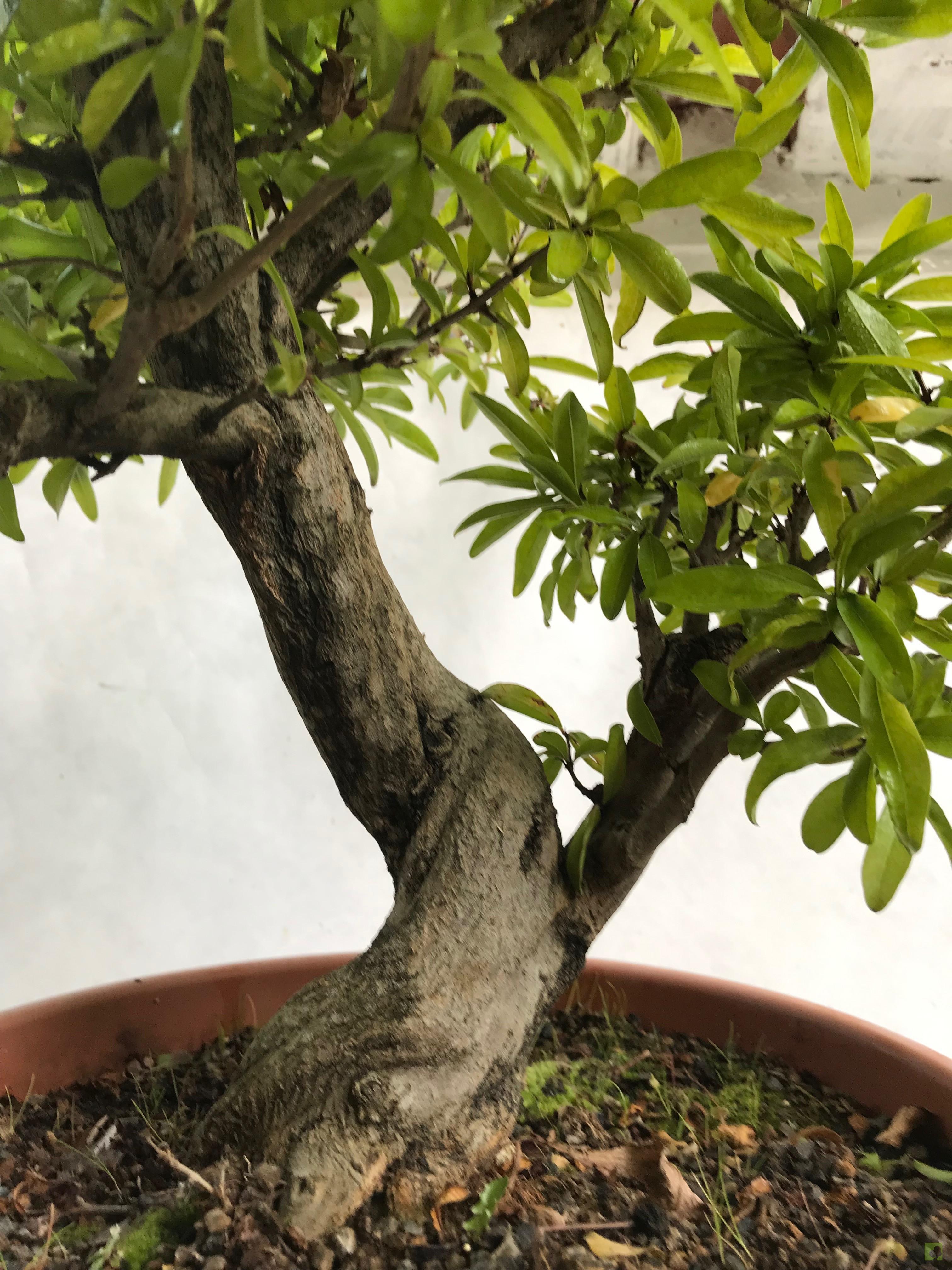 PREBONSAI GRANADO NEJIKAN PREBONSAI GRANADO NEJIKAN