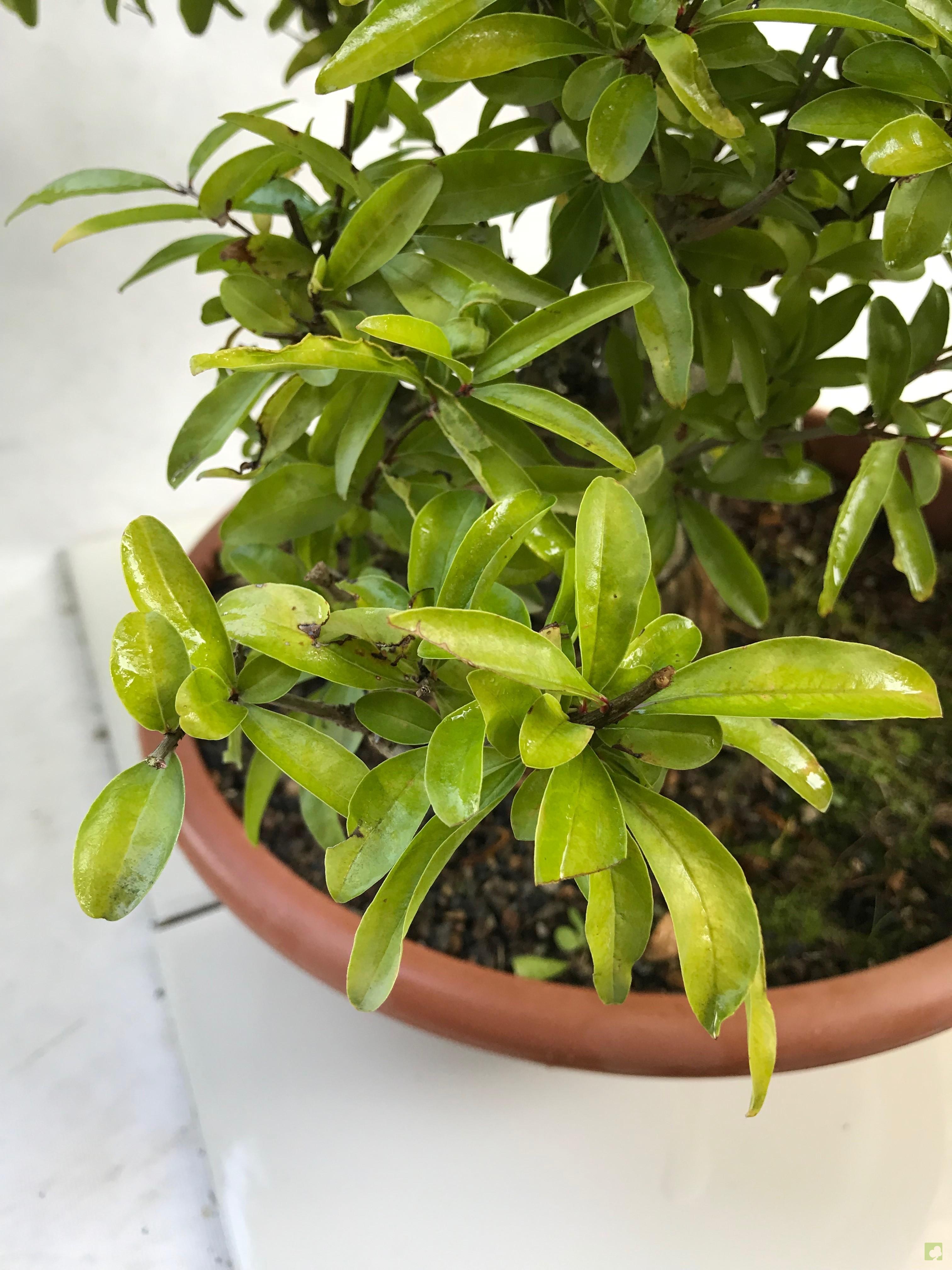 PREBONSAI GRANADO NEJIKAN PREBONSAI GRANADO NEJIKAN