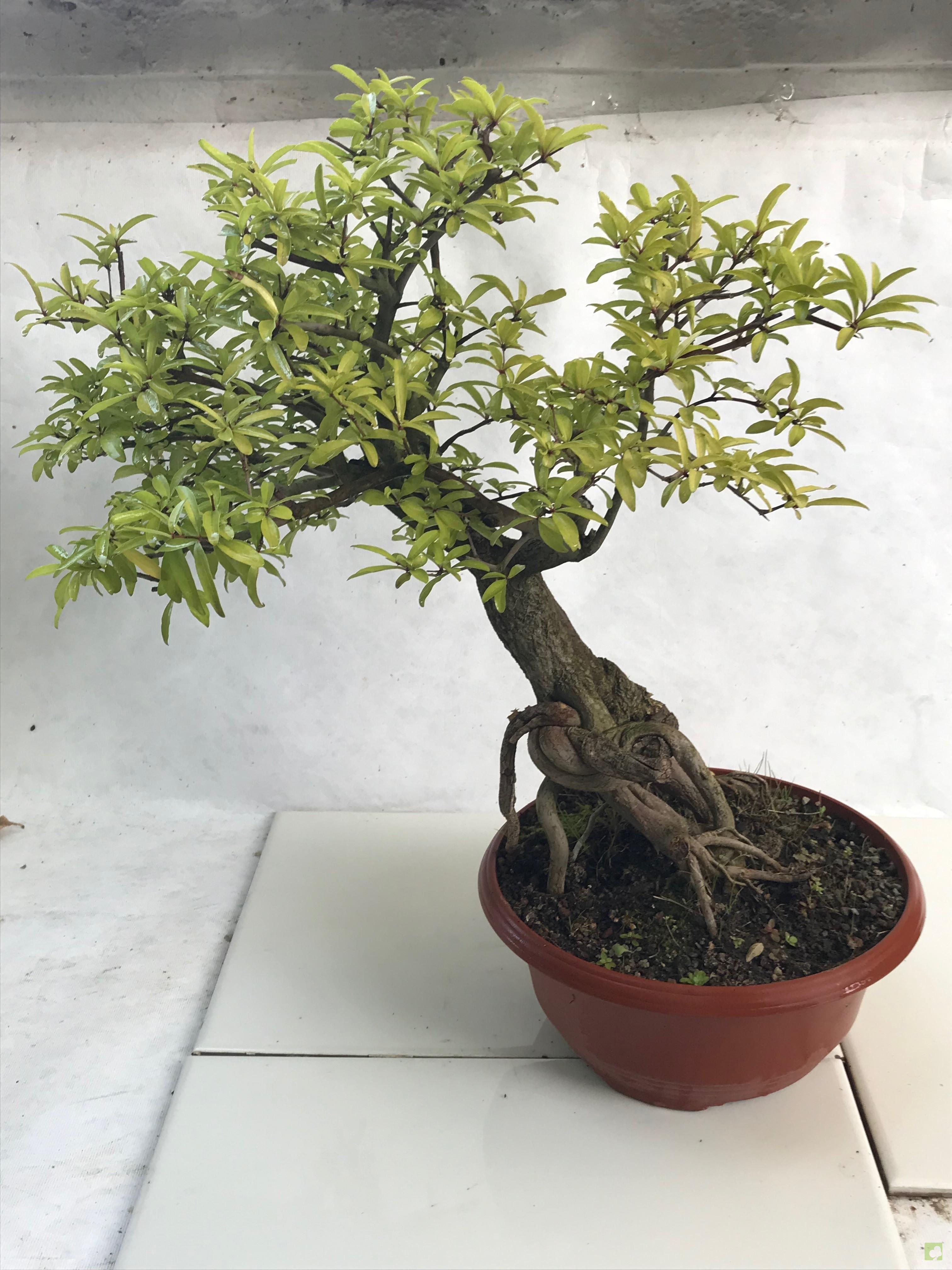 PREBONSAI GRANADO NEKIJAN PREBONSAI GRANADO NEKIJAN