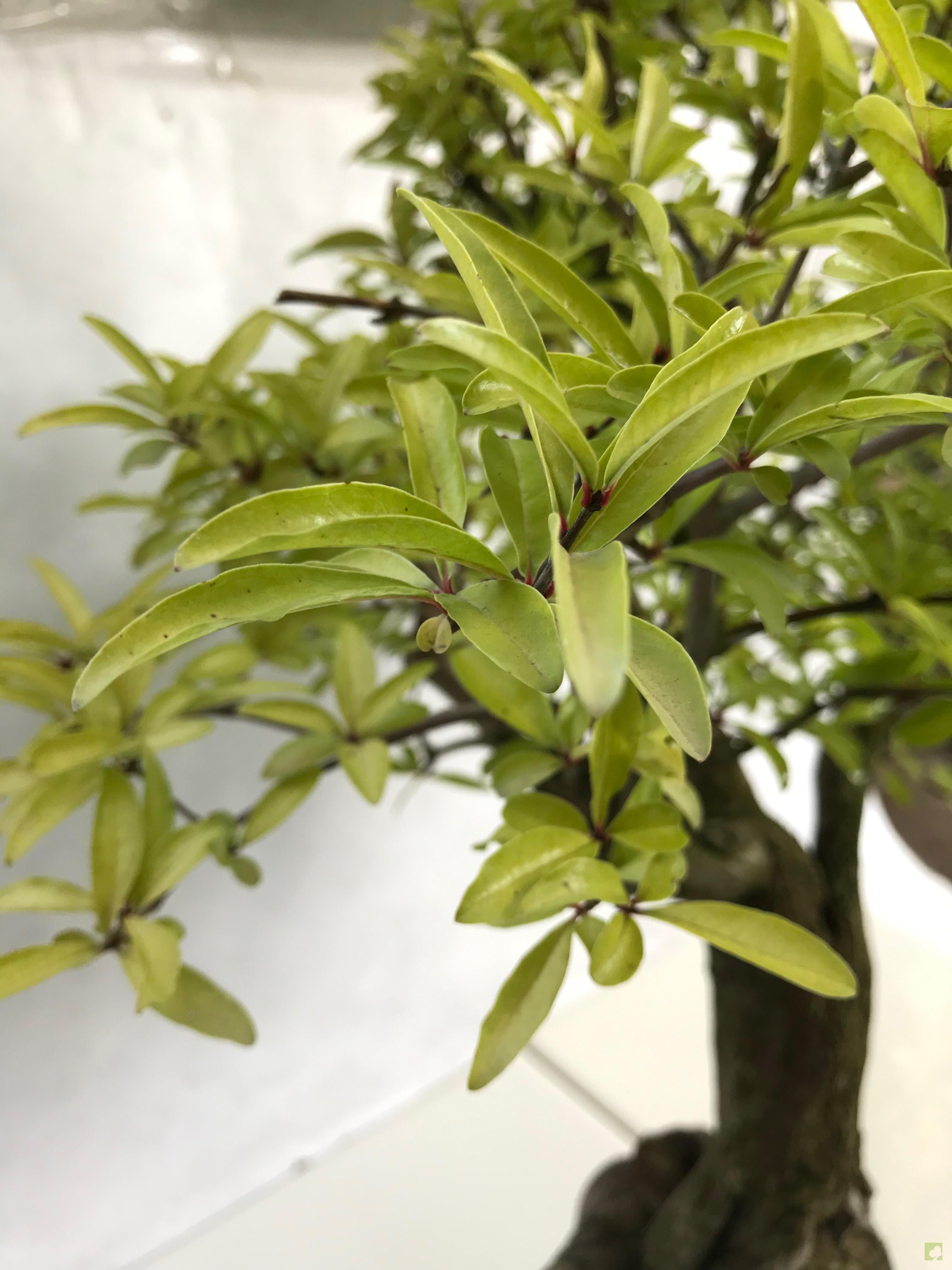 PREBONSAI GRANADO NEKIJAN PREBONSAI GRANADO NEKIJAN