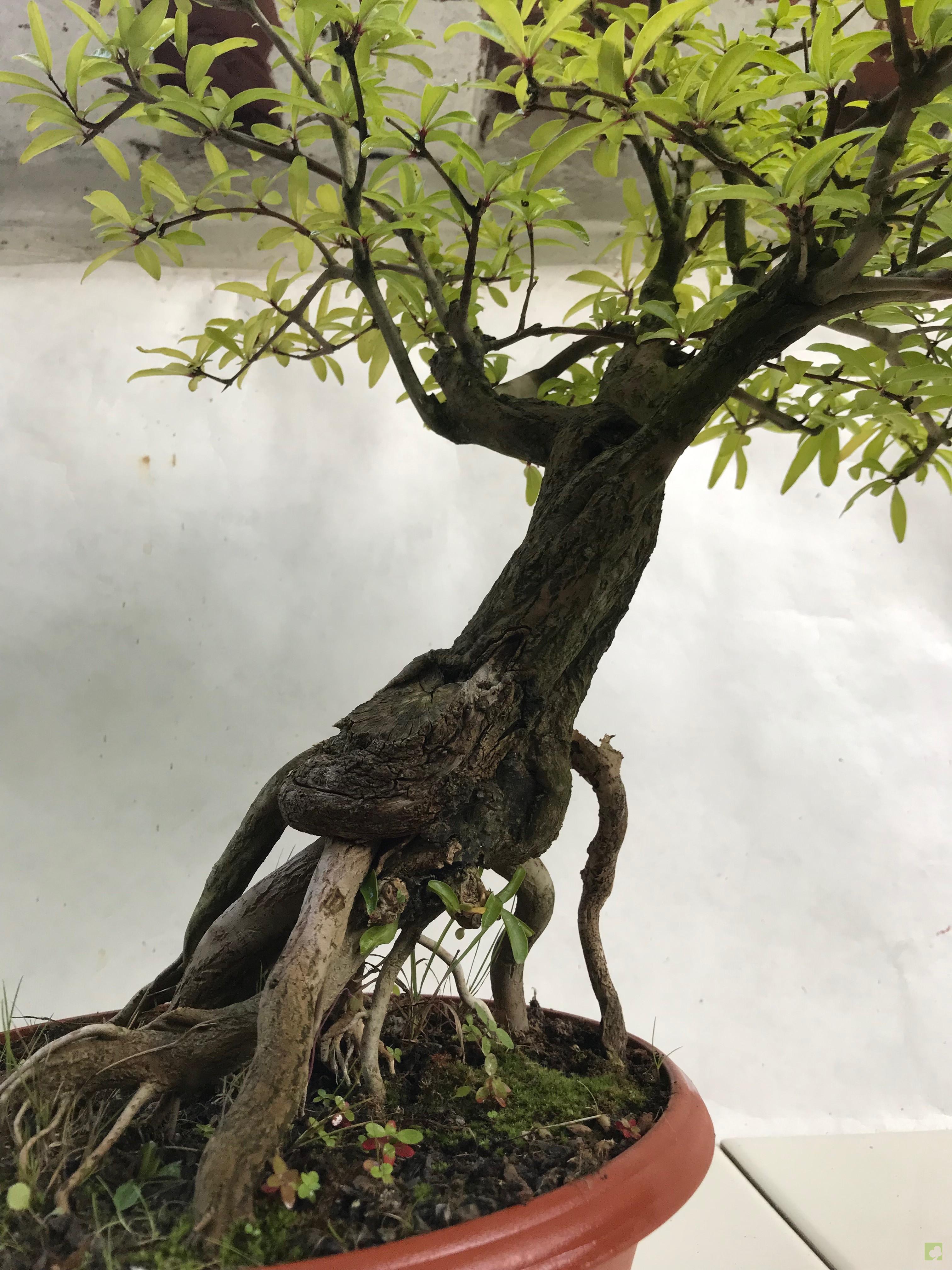 PREBONSAI GRANADO NEKIJAN PREBONSAI GRANADO NEKIJAN