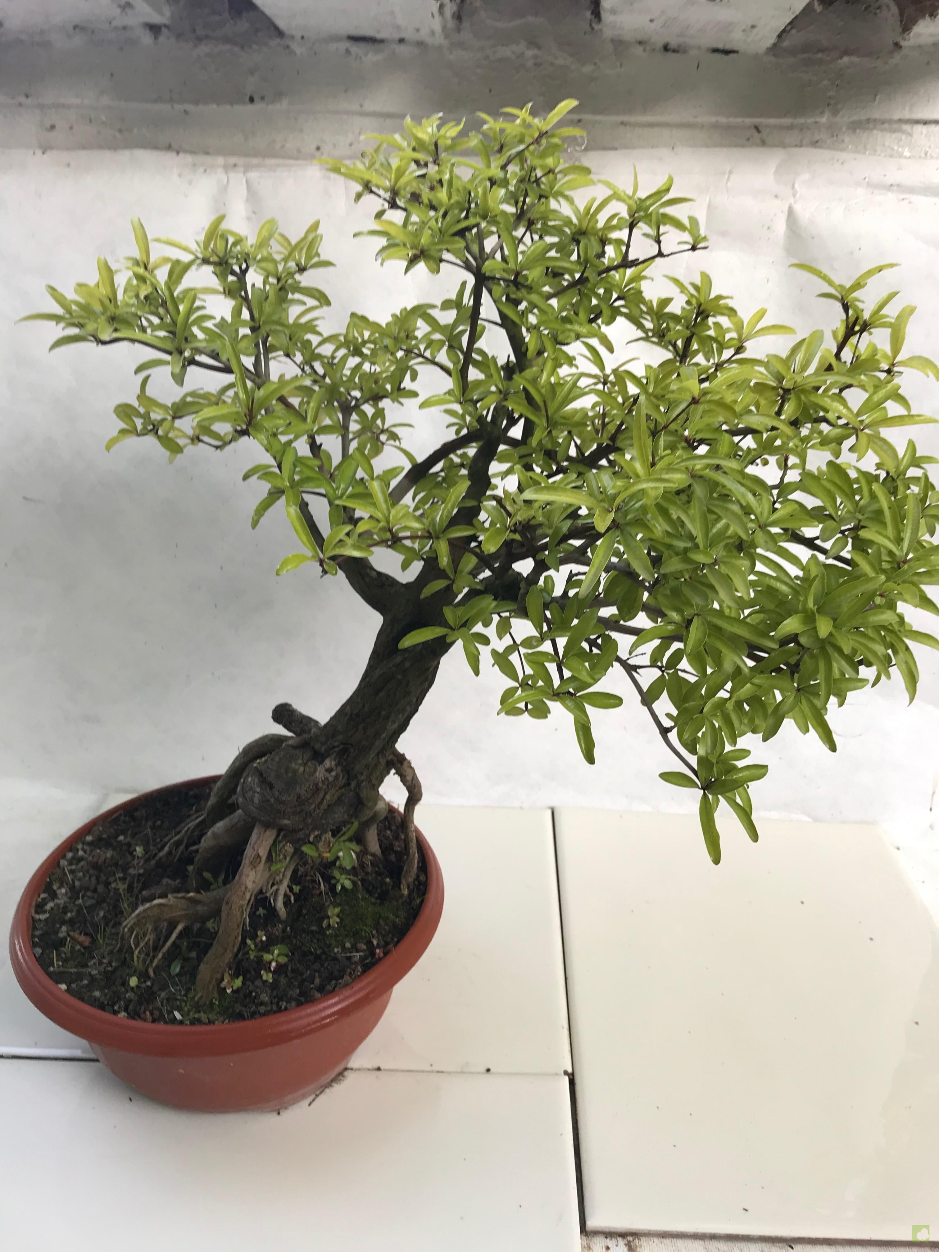 PREBONSAI GRANADO NEKIJAN PREBONSAI GRANADO NEKIJAN