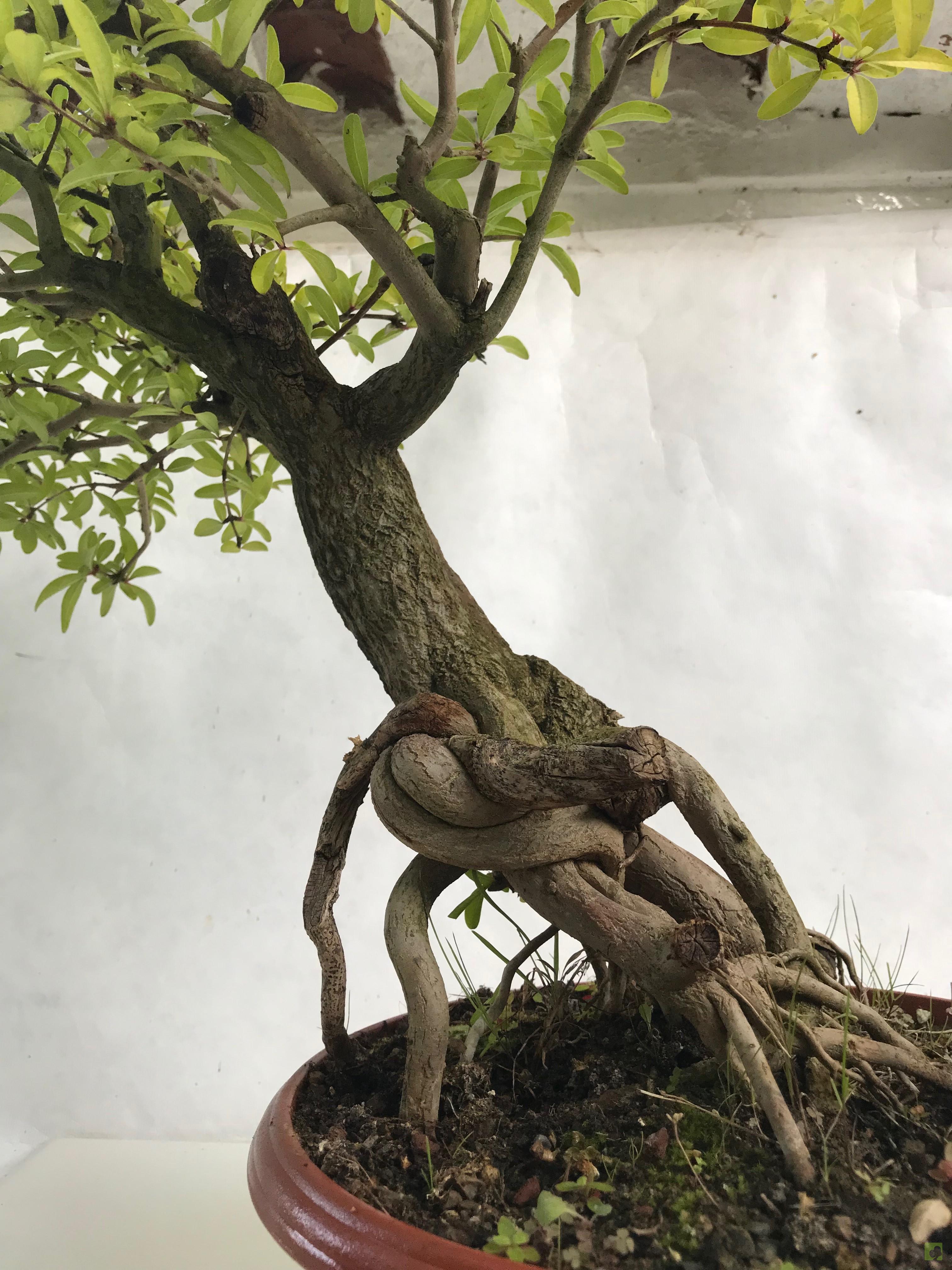 PREBONSAI GRANADO NEKIJAN PREBONSAI GRANADO NEKIJAN