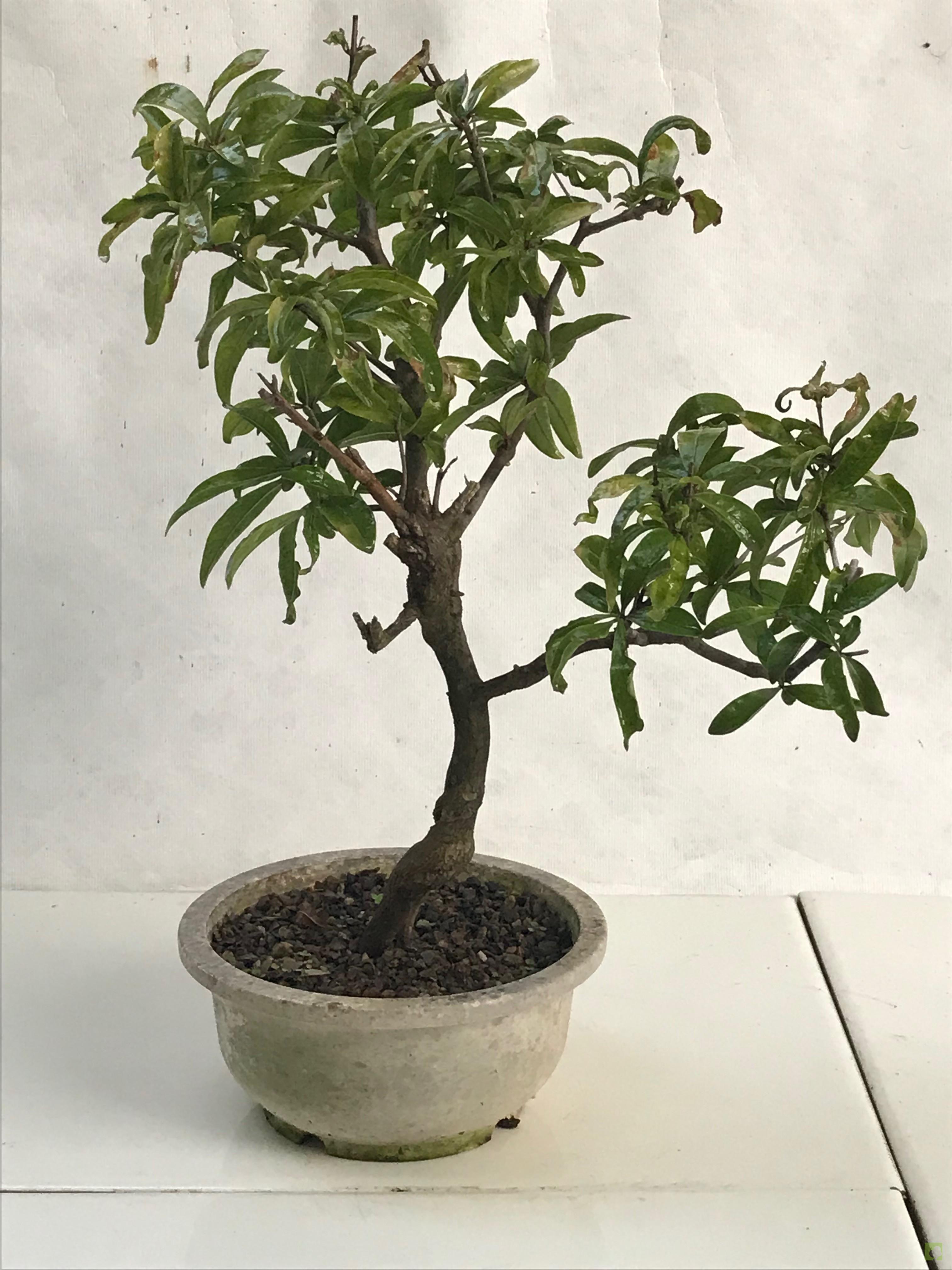 PREBONSAI GRANADO NEJIKAN PREBONSAI GRANADO NEJIKAN