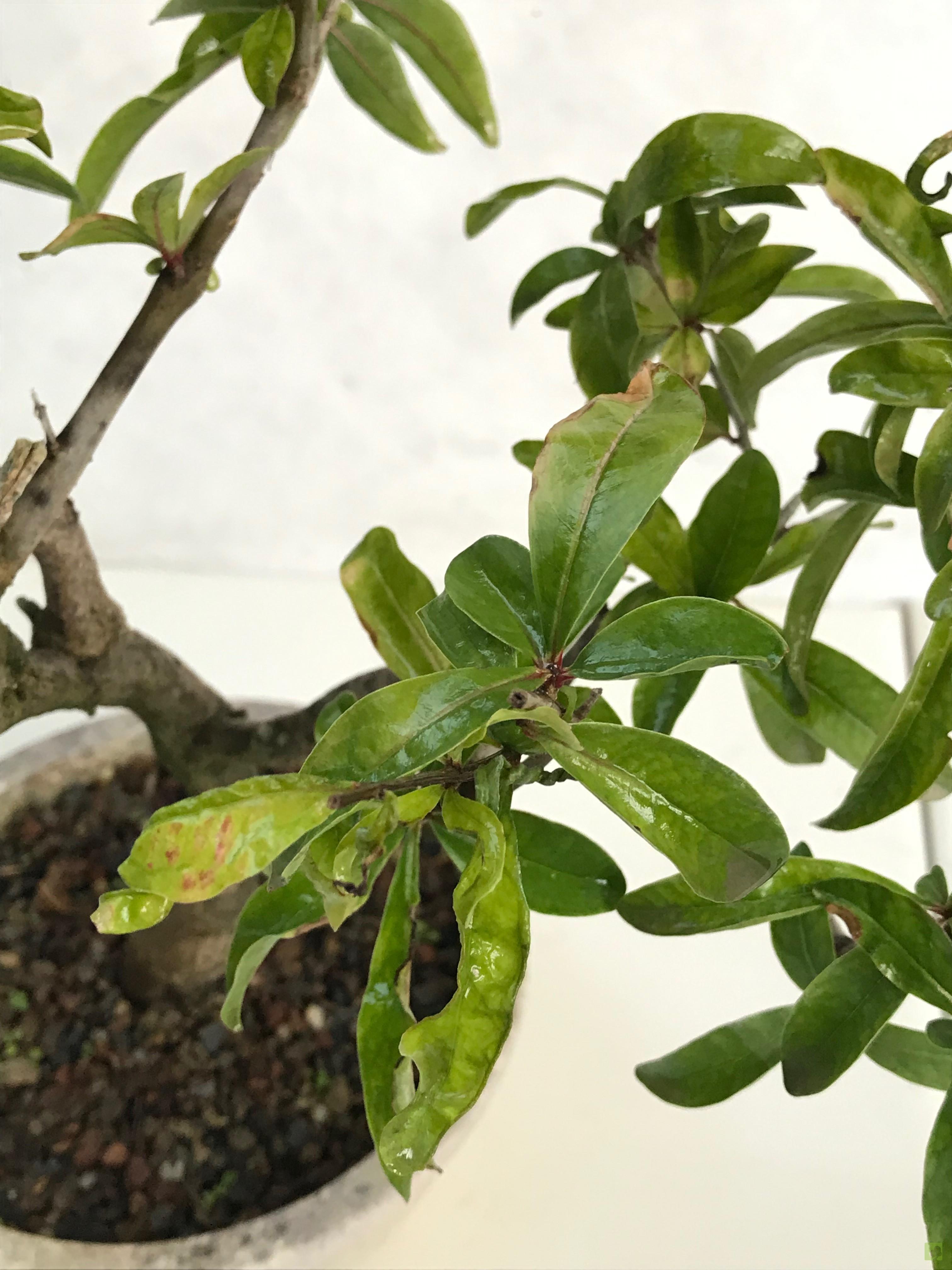 PREBONSAI GRANADO NEJIKAN PREBONSAI GRANADO NEJIKAN