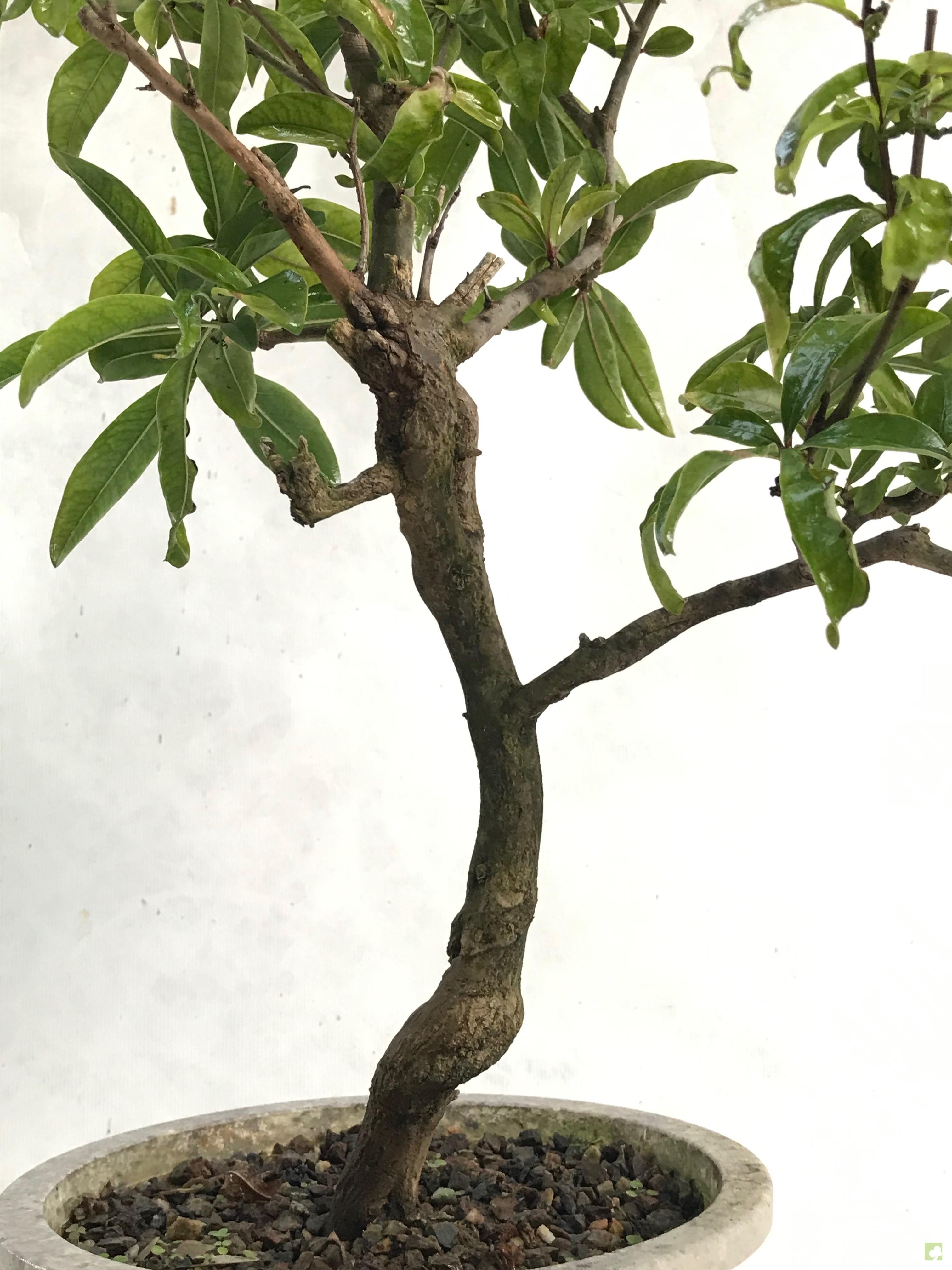 PREBONSAI GRANADO NEJIKAN PREBONSAI GRANADO NEJIKAN