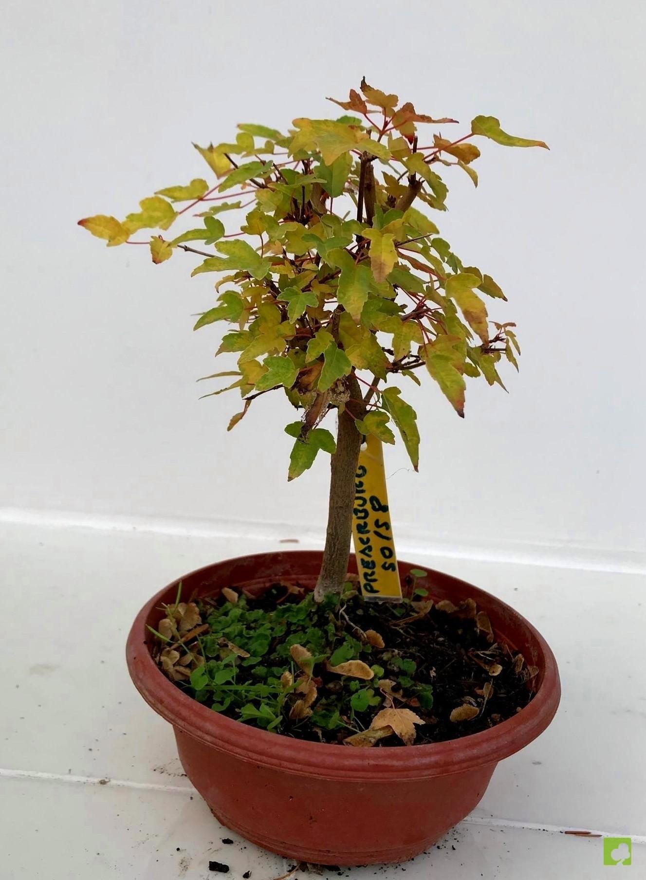 PREBONSAI ARCE BURGERIANO PREBONSAI ARCE BURGERIANO