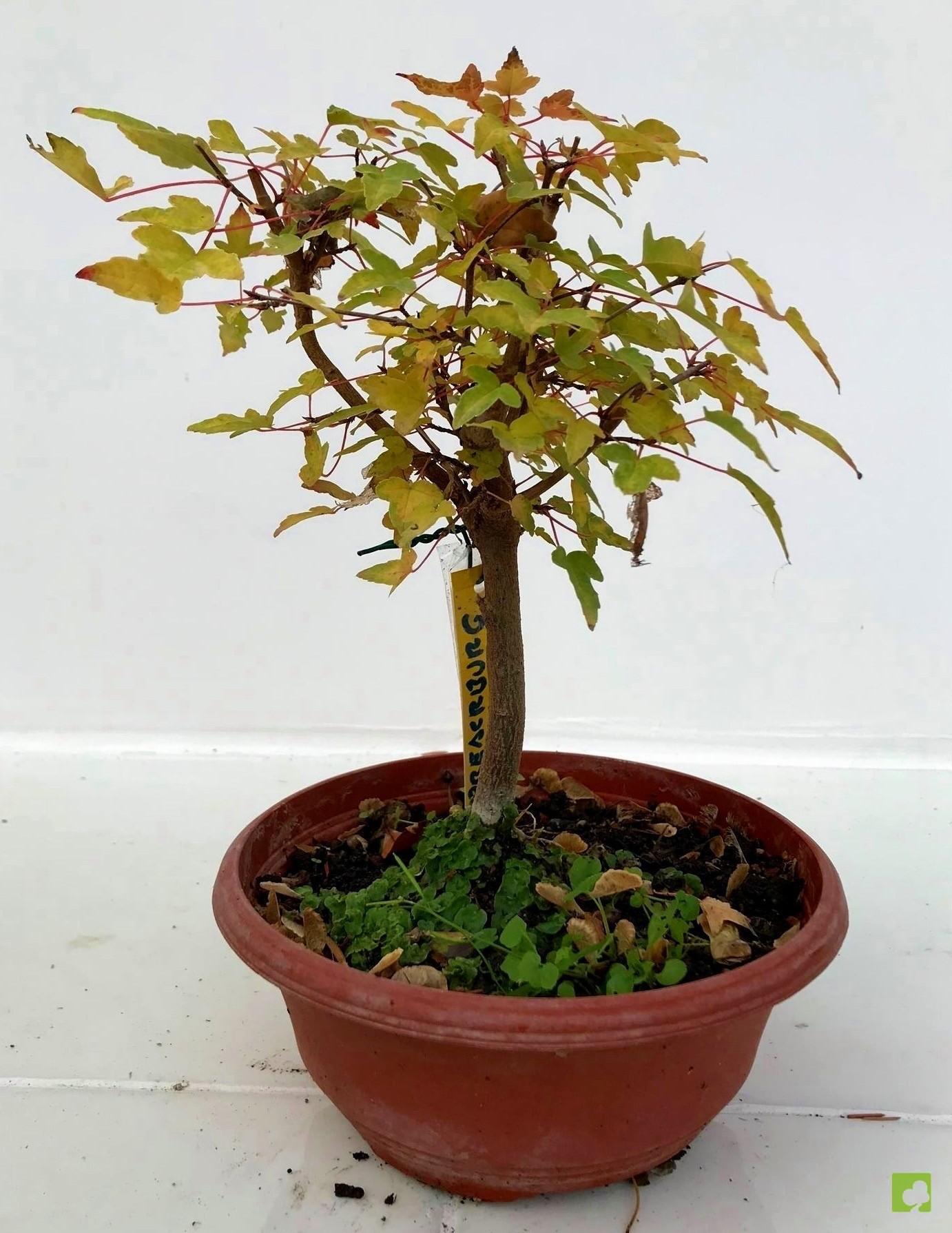 PREBONSAI ARCE BURGERIANO PREBONSAI ARCE BURGERIANO