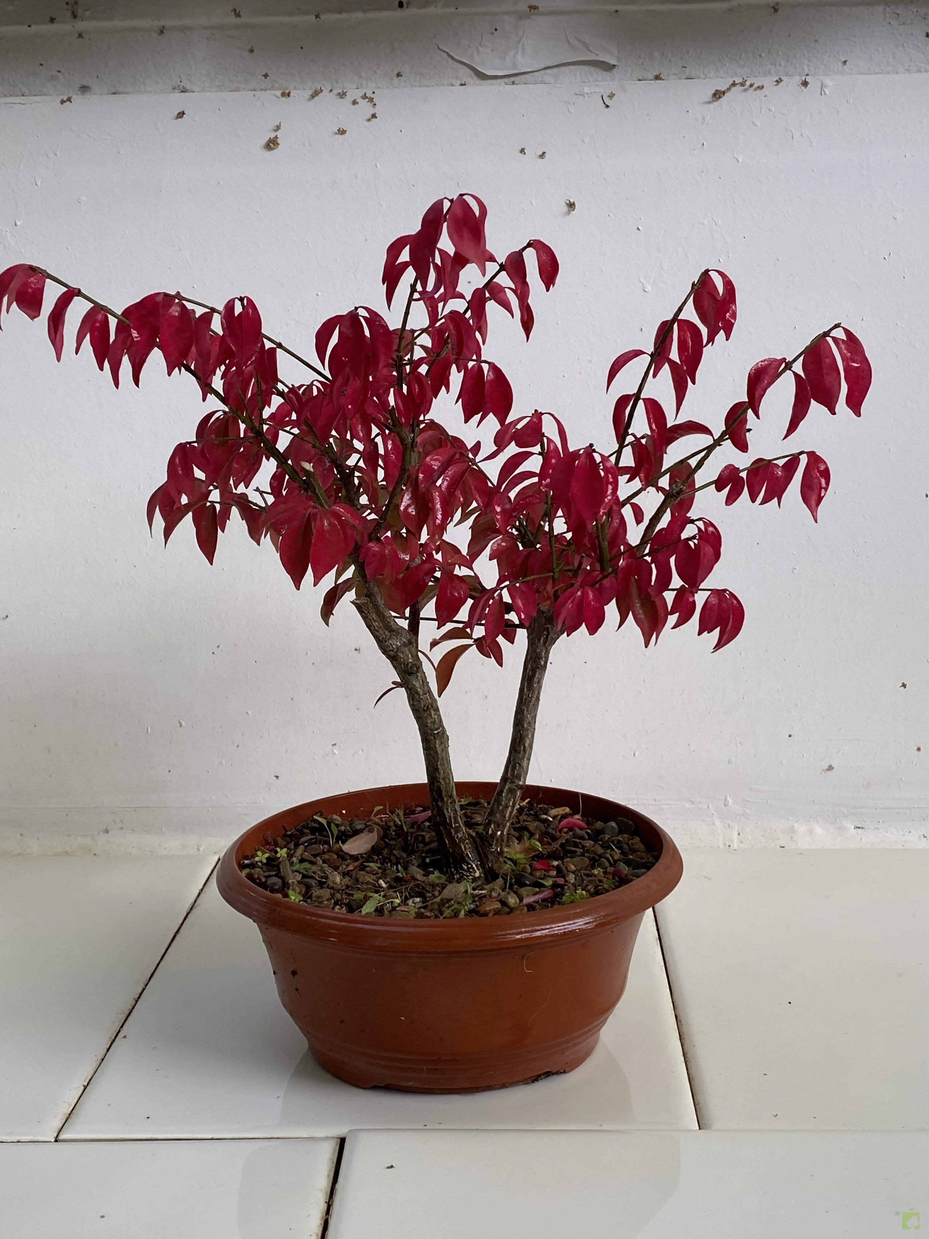 PREBONSAI EVONIMO PREBONSAI EVONIMO