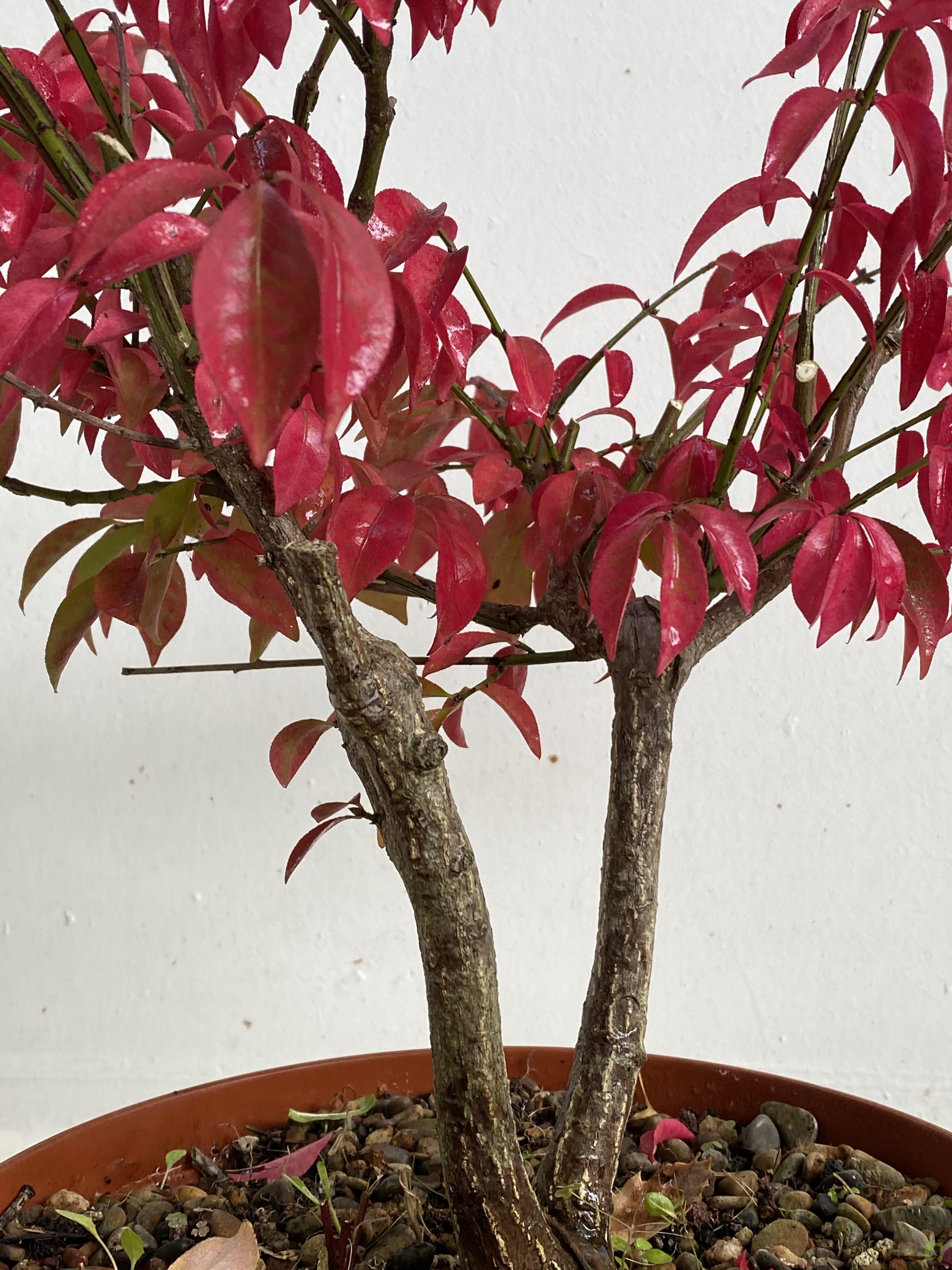 PREBONSAI EVONIMO PREBONSAI EVONIMO