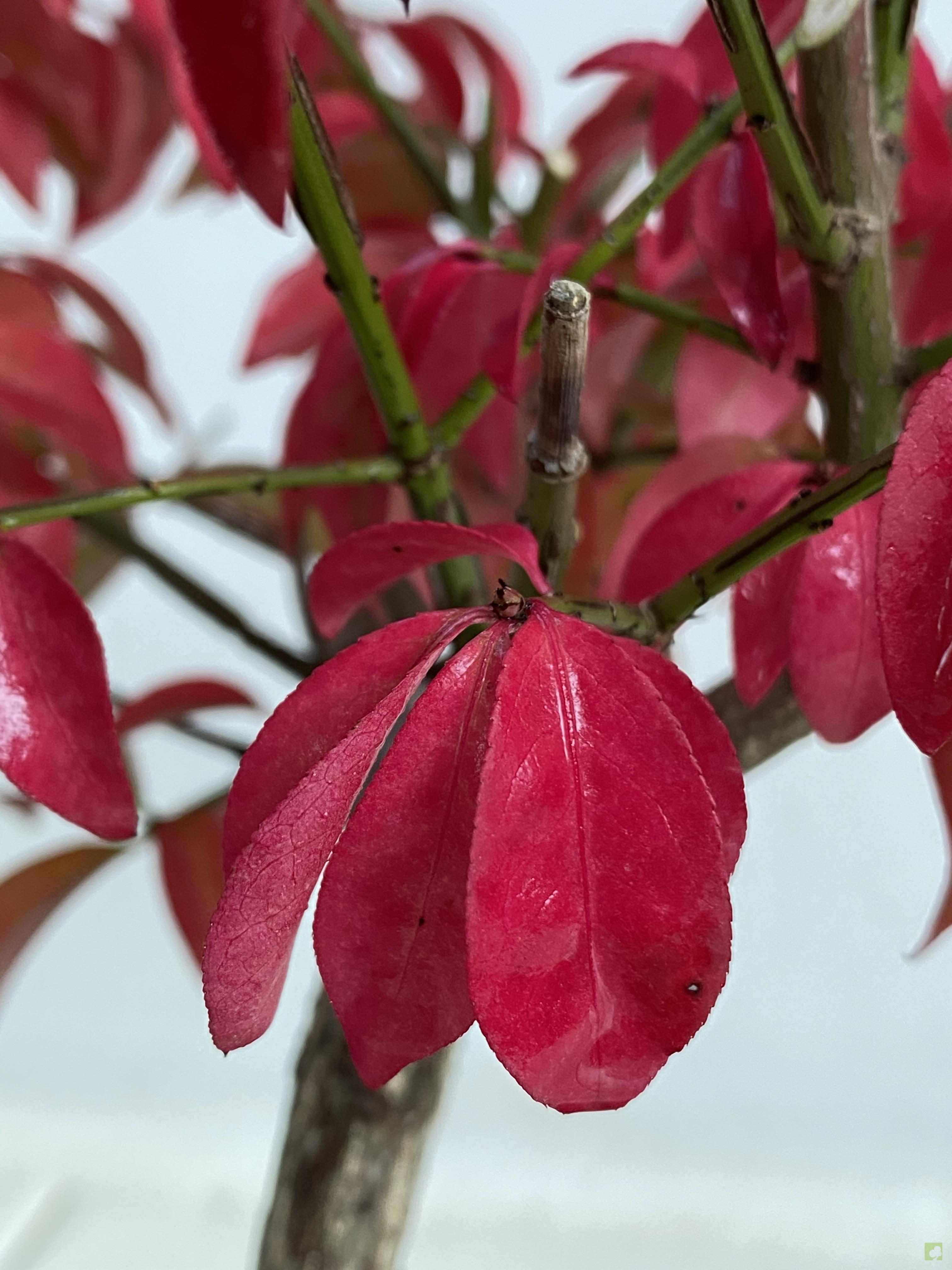 PREBONSAI EVONIMO PREBONSAI EVONIMO