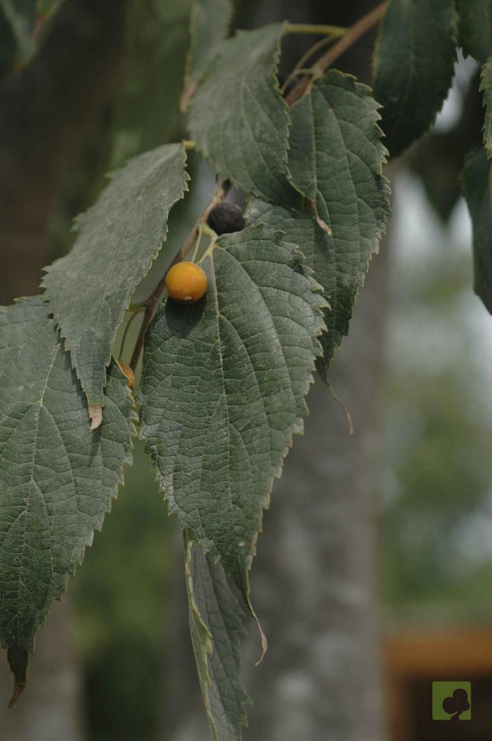 Celtis australis HOJA