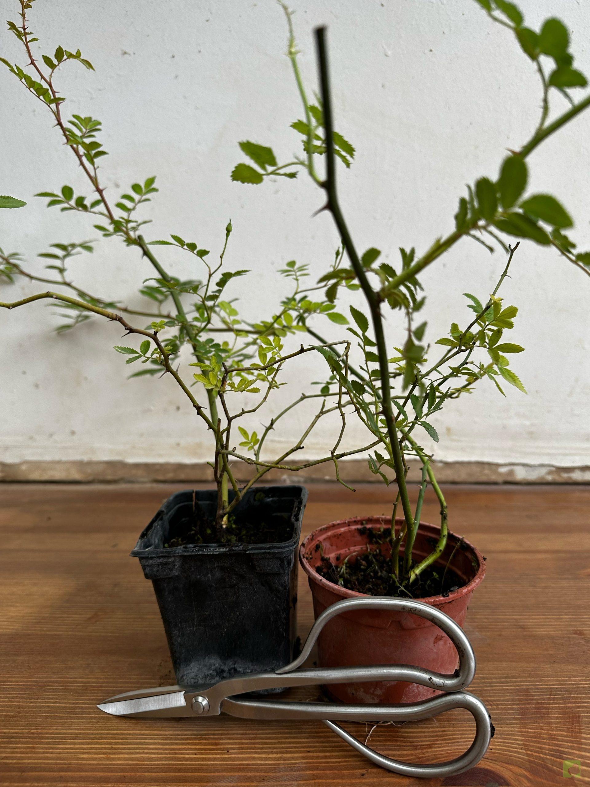 Processed with MOLDIV