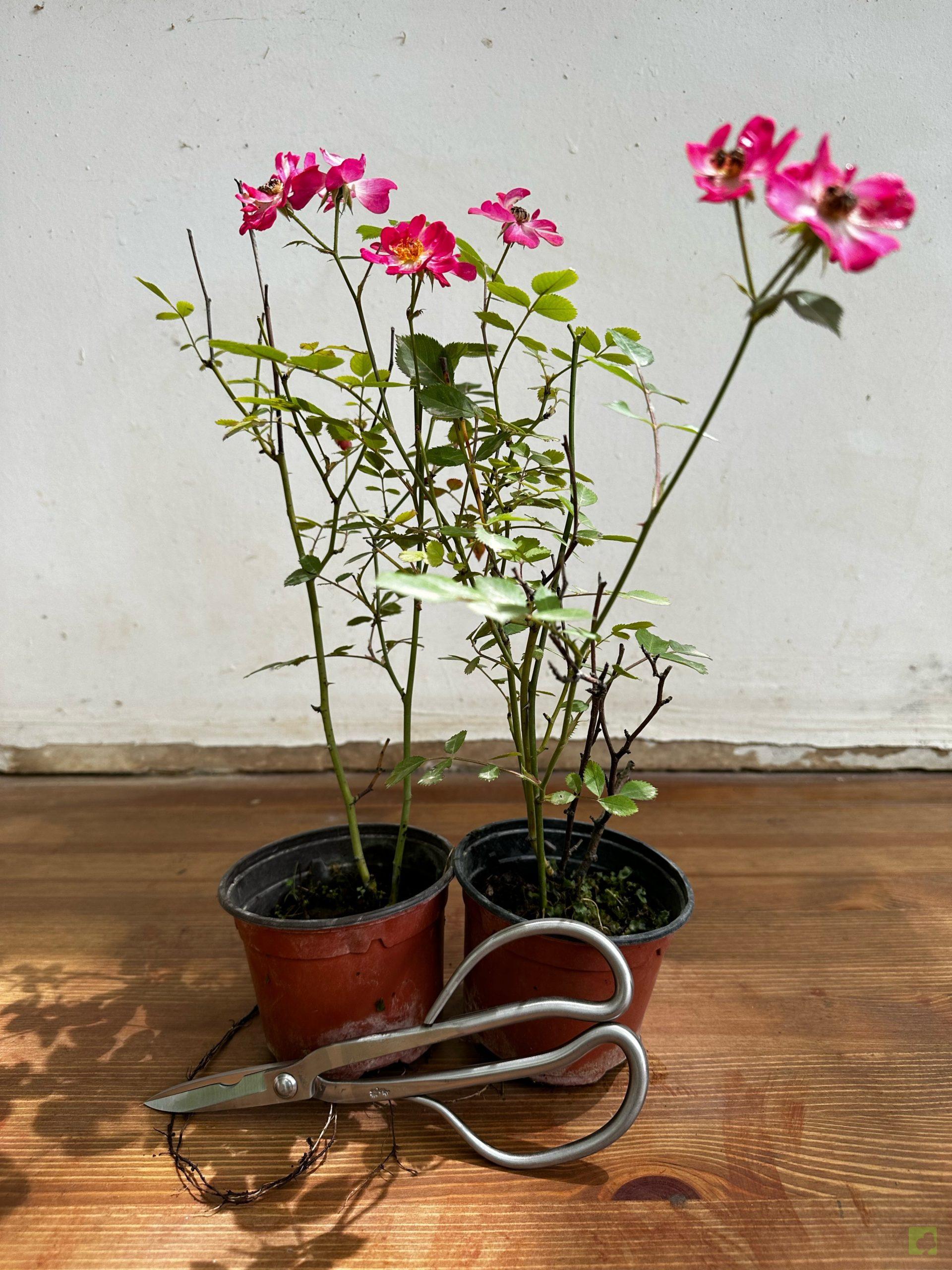 Processed with MOLDIV