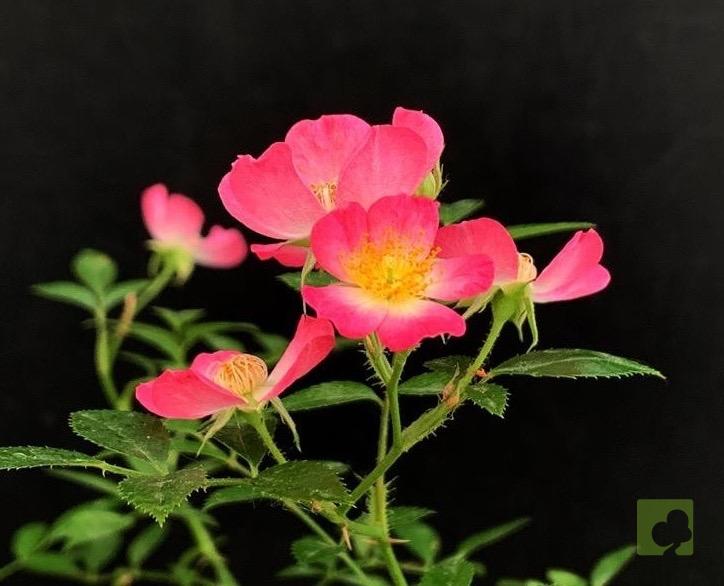 Processed with MOLDIV