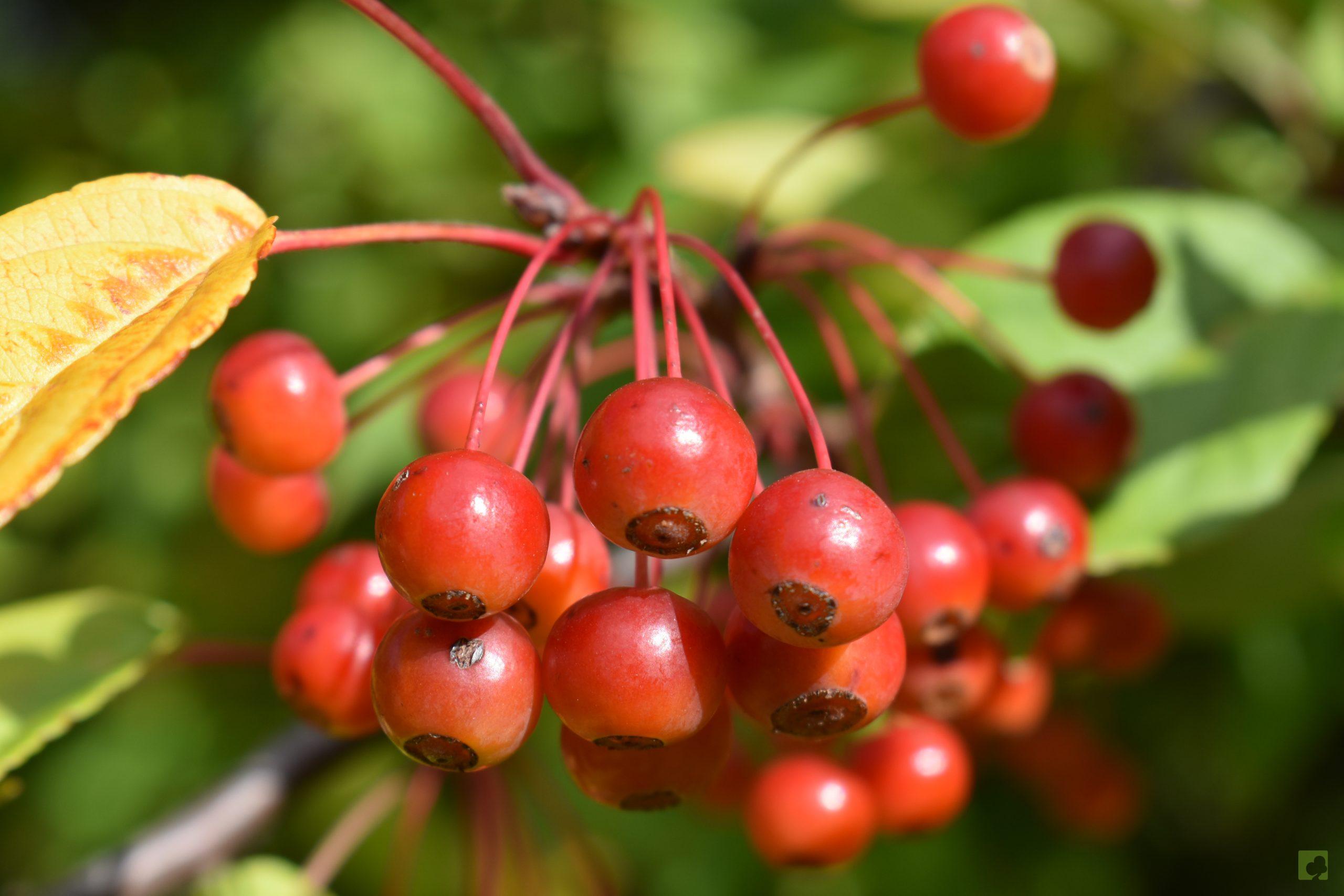 Malus-sieboldii-fruto