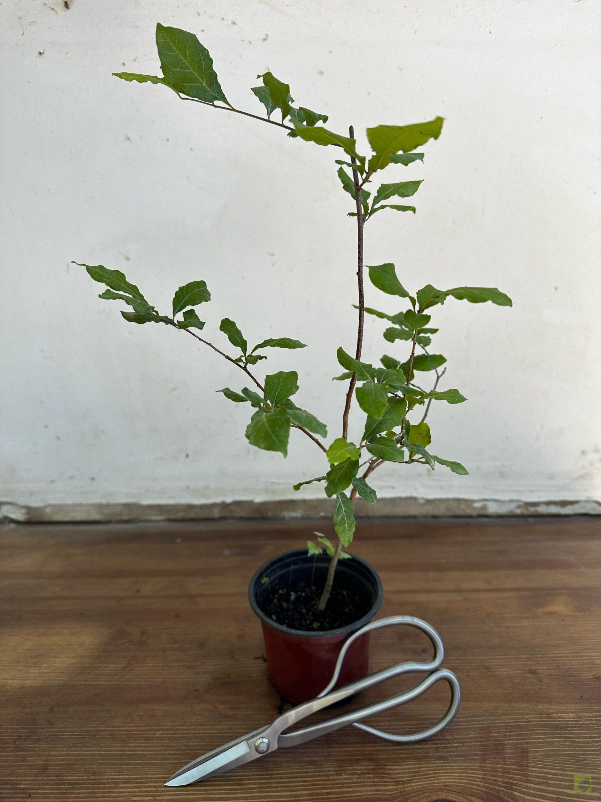 Processed with MOLDIV