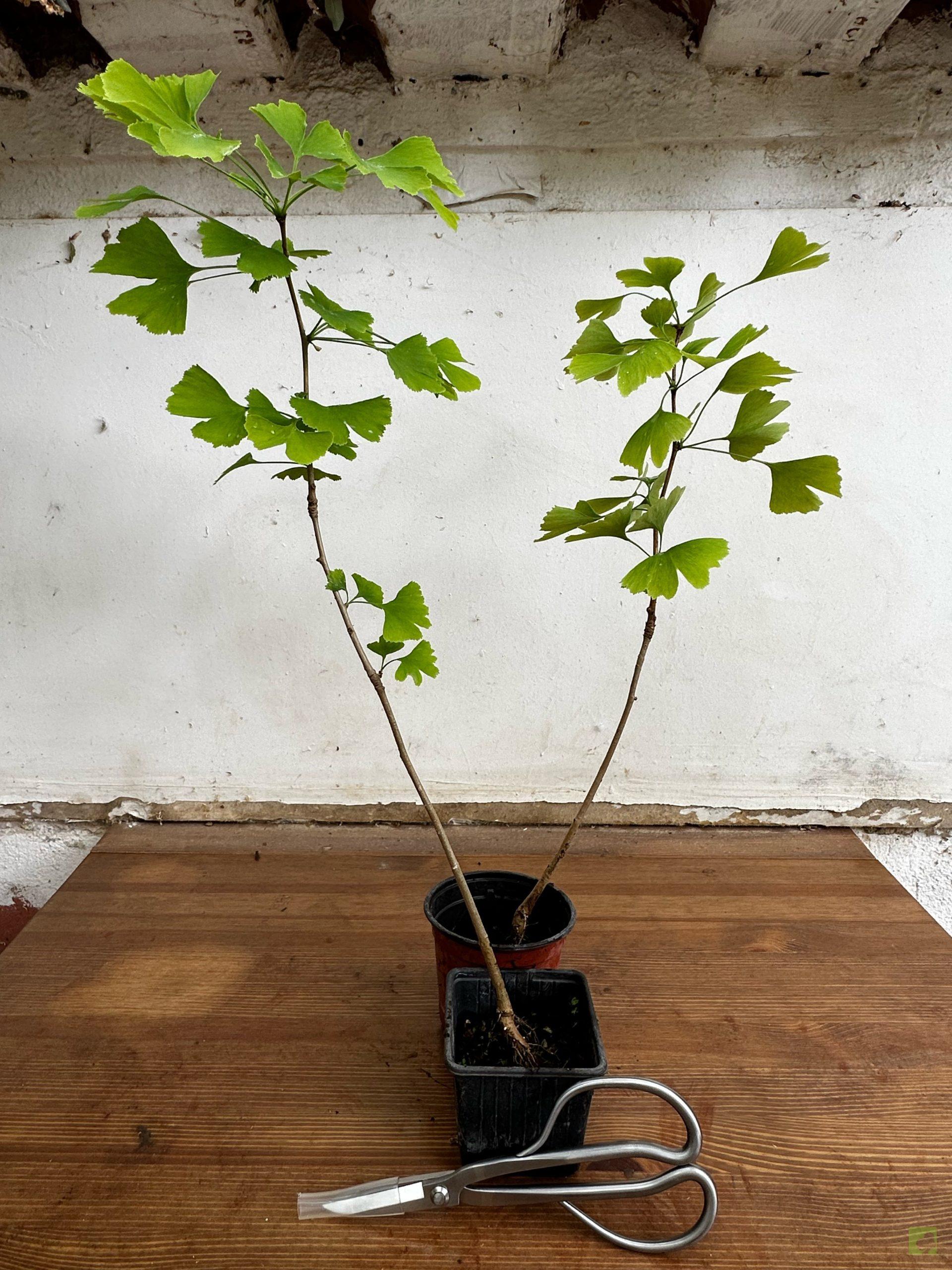 Processed with MOLDIV