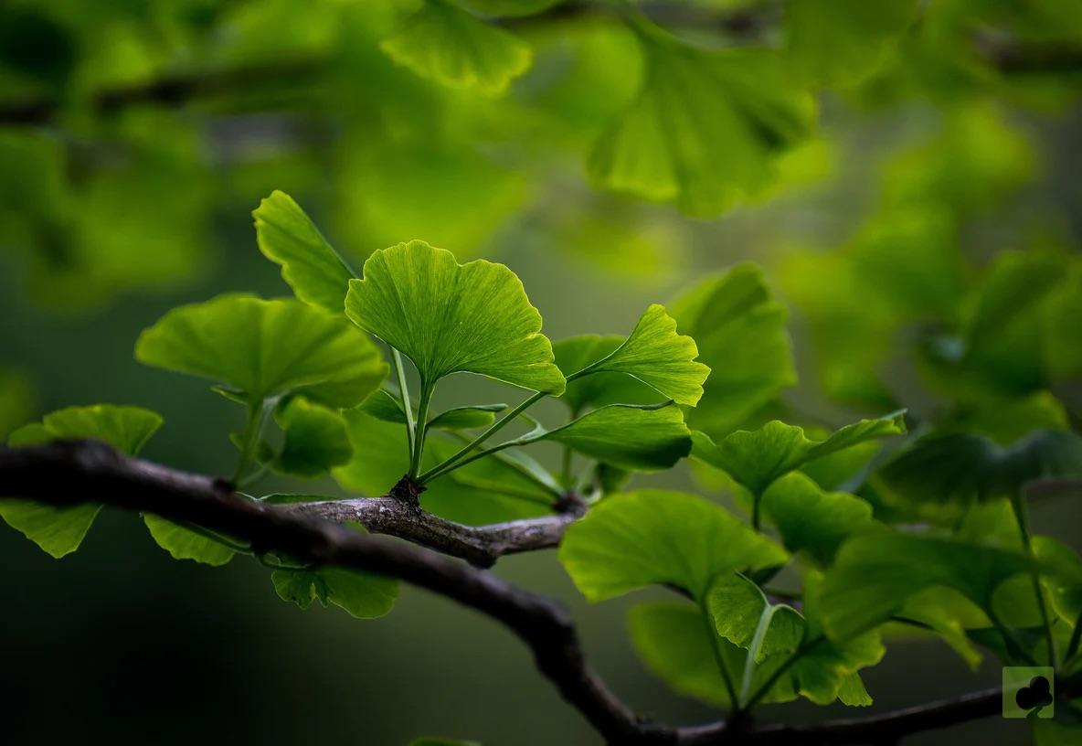 planton GINKGO BILOBA (3)