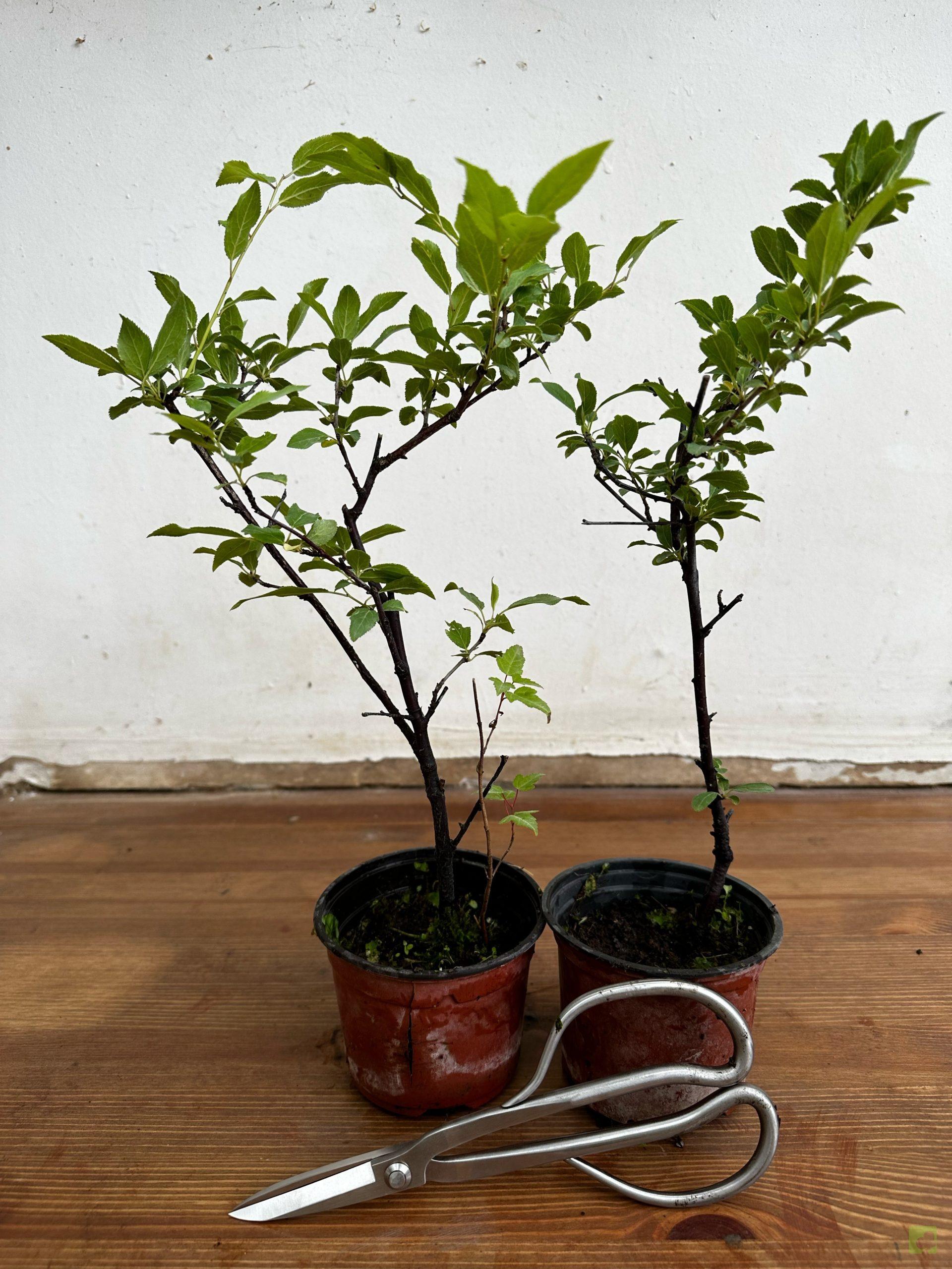 Processed with MOLDIV