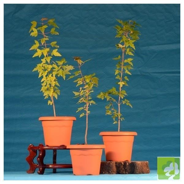 PLANTÓN DE ACER BUERGERIANUM DE 2 AÑOS (ARCE TRÍFIDO) PLANTÓN DE ACER BUERGERIANUM DE 2 AÑOS (ARCE TRÍFIDO)