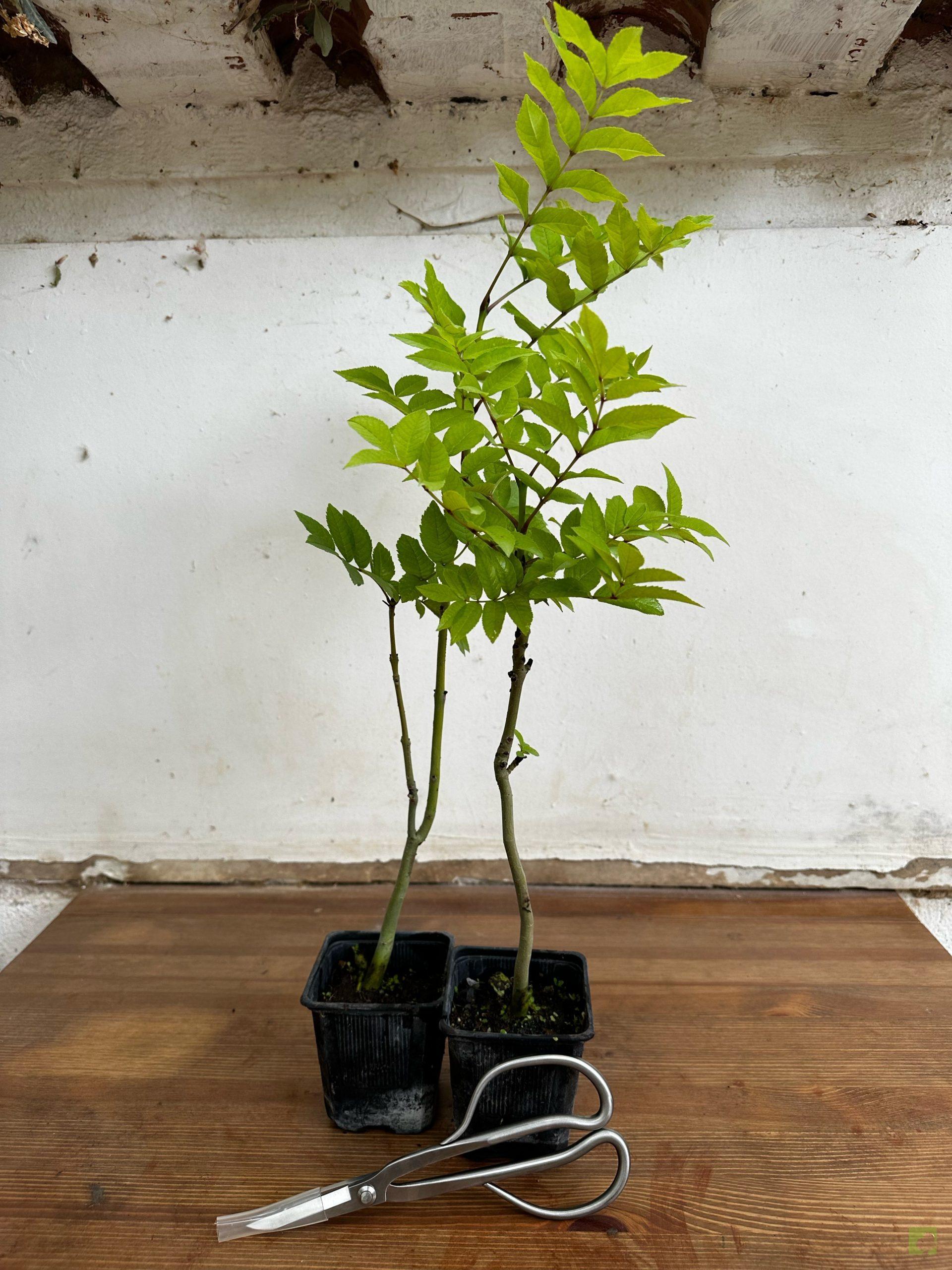 Processed with MOLDIV