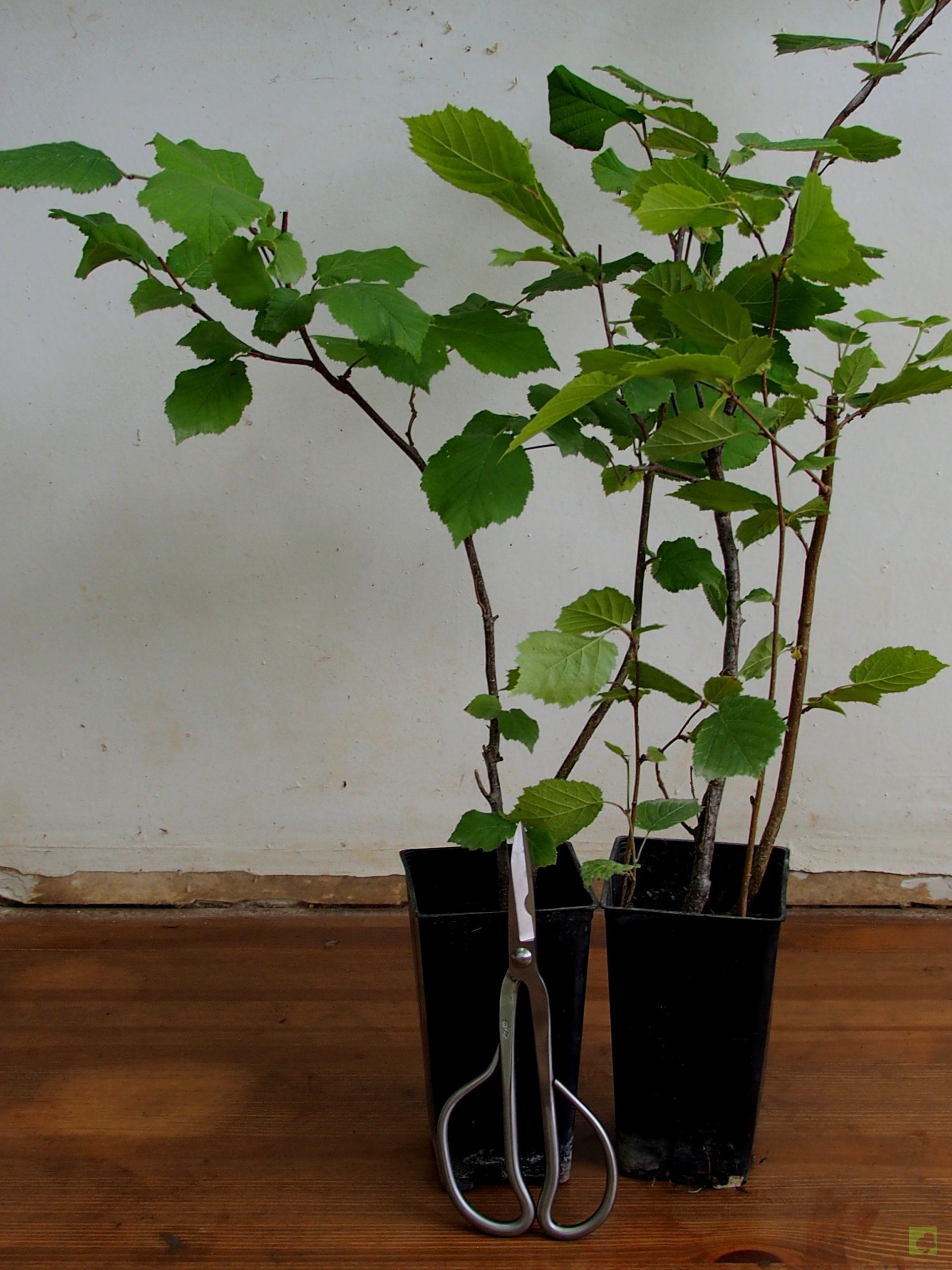 Processed with MOLDIV