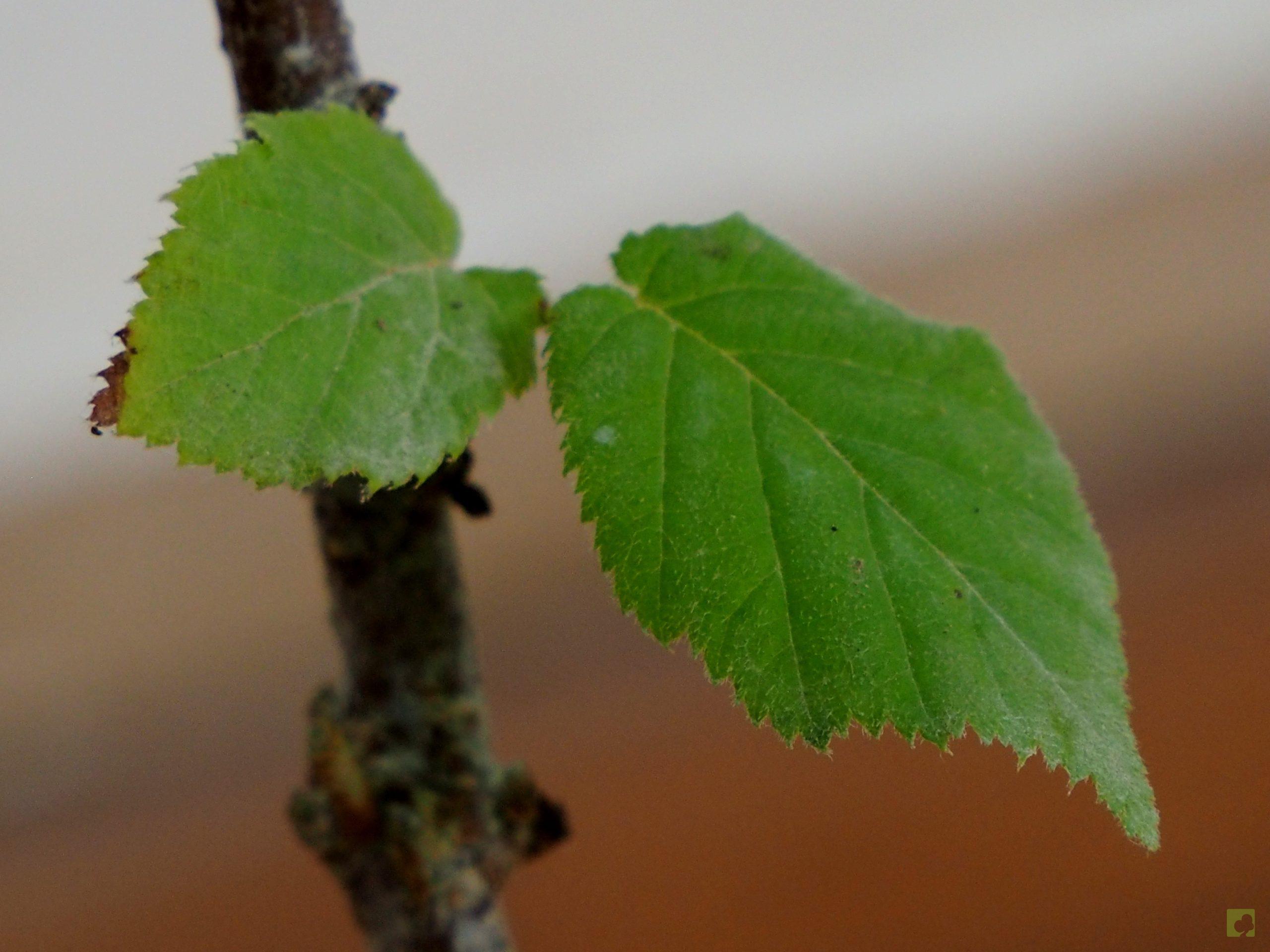 Processed with MOLDIV