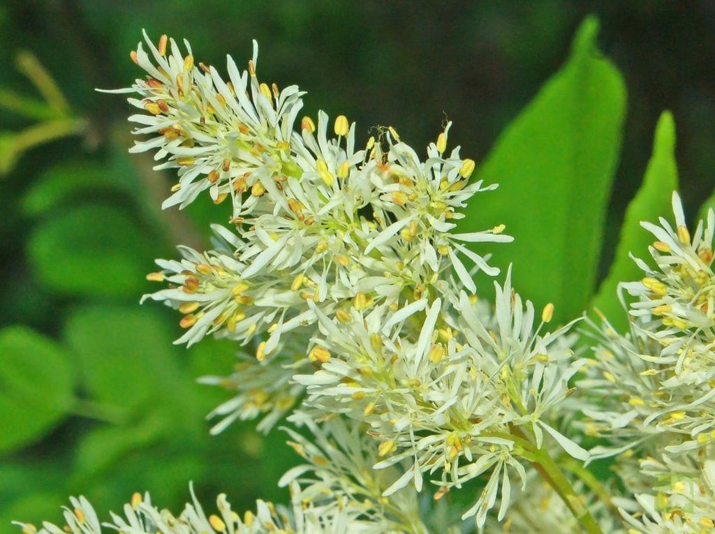 flores-de-fraxinus-ornus