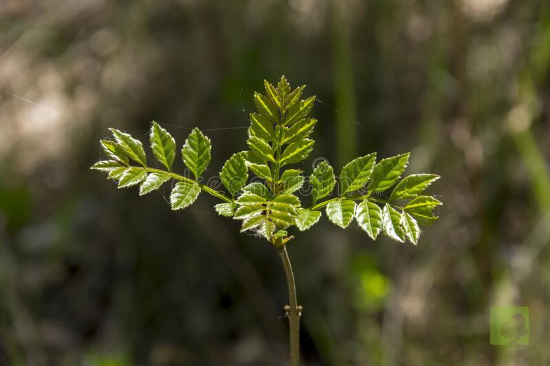 fresno-fraxinus-excelsior-hojas-jóvenes-en-la-primavera-