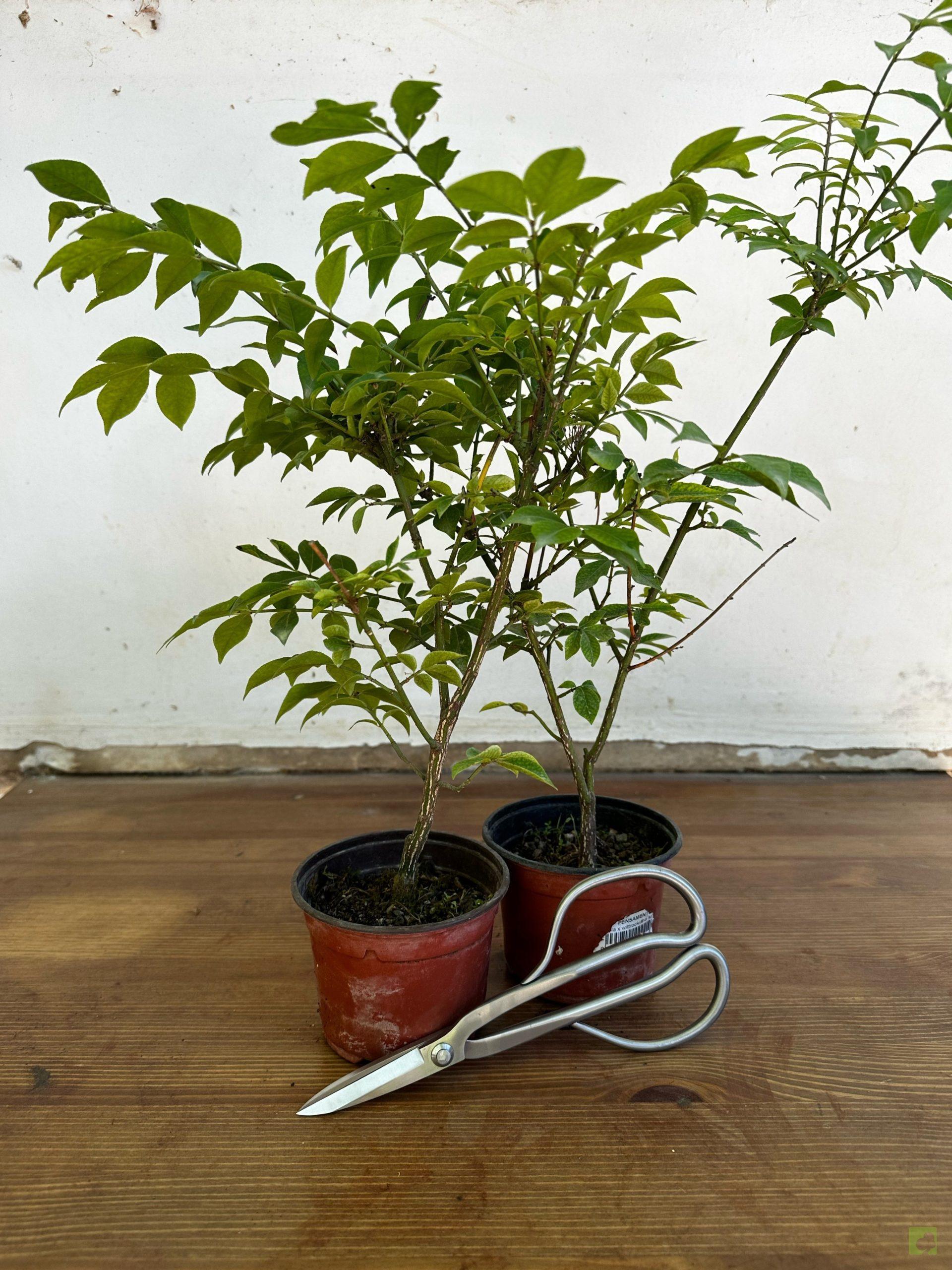 Processed with MOLDIV