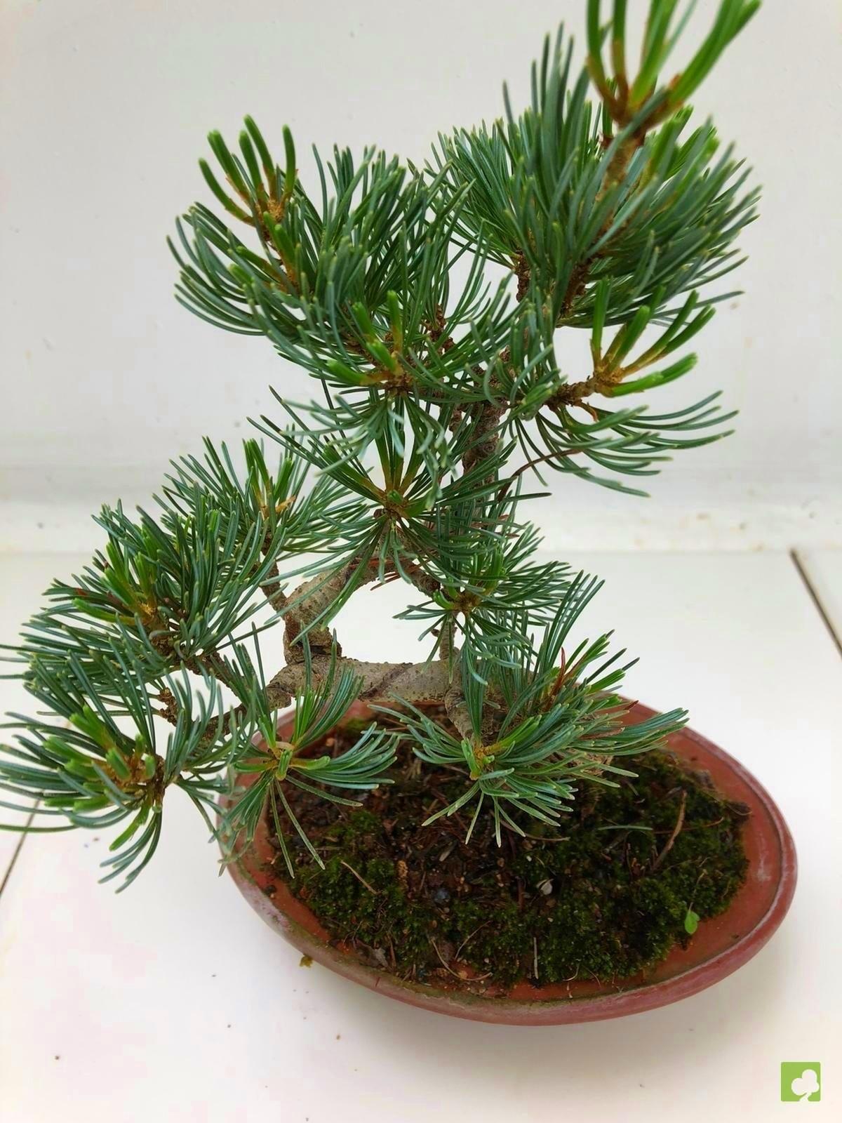 BONSAI PINO PENTHAPHYLLA BONSAI PINO PENTHAPHYLLA