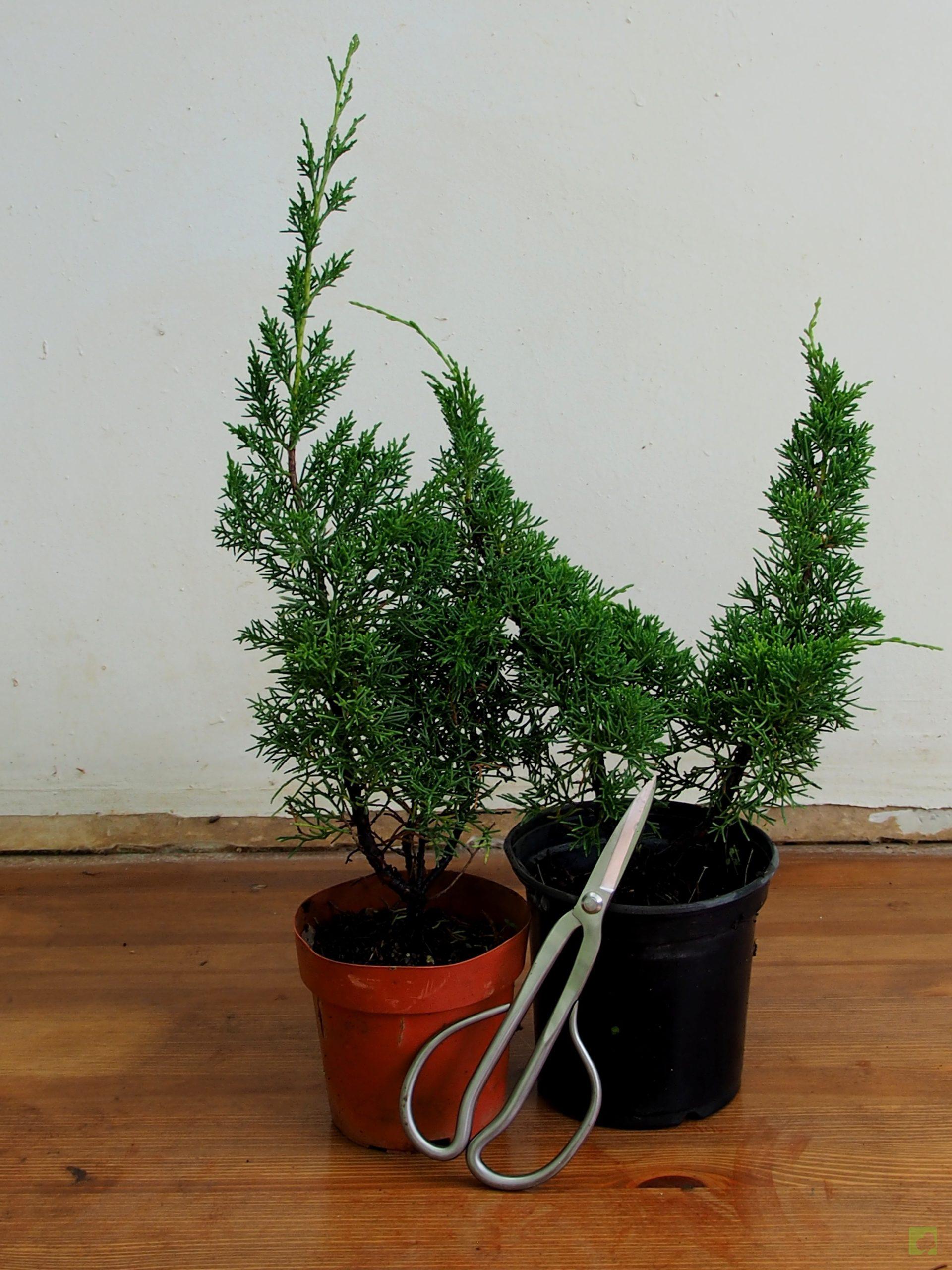 Processed with MOLDIV