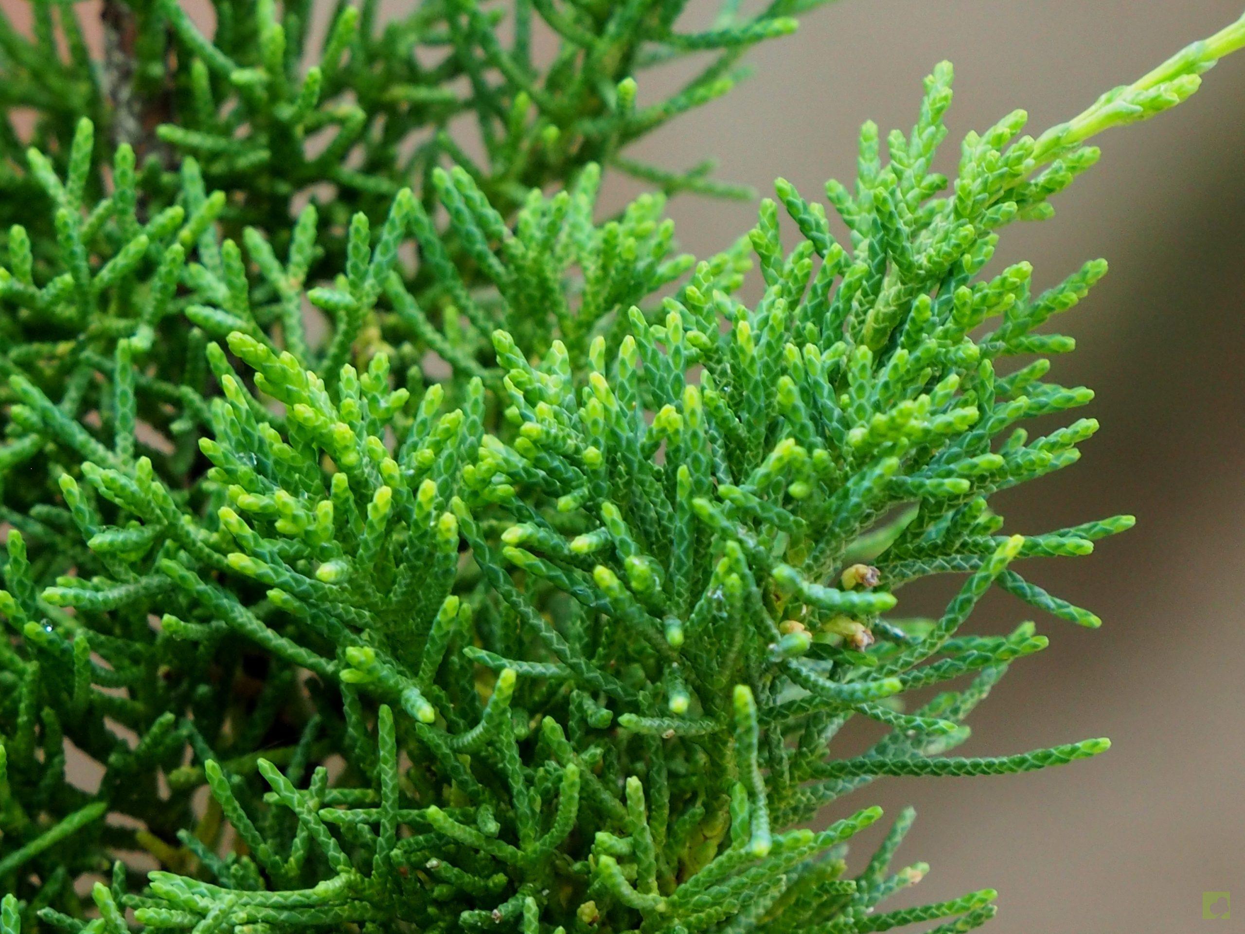 Processed with MOLDIV