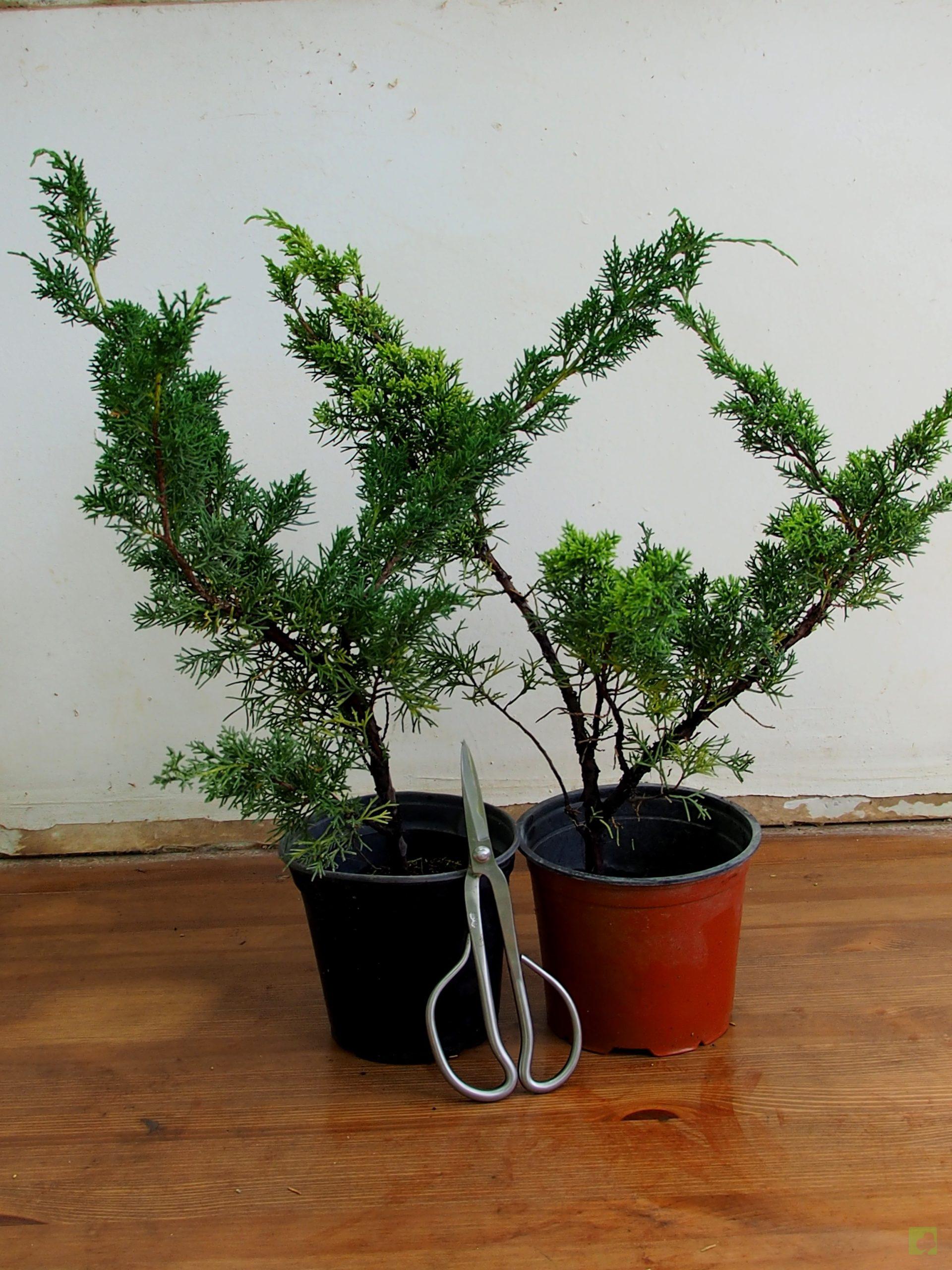 Processed with MOLDIV