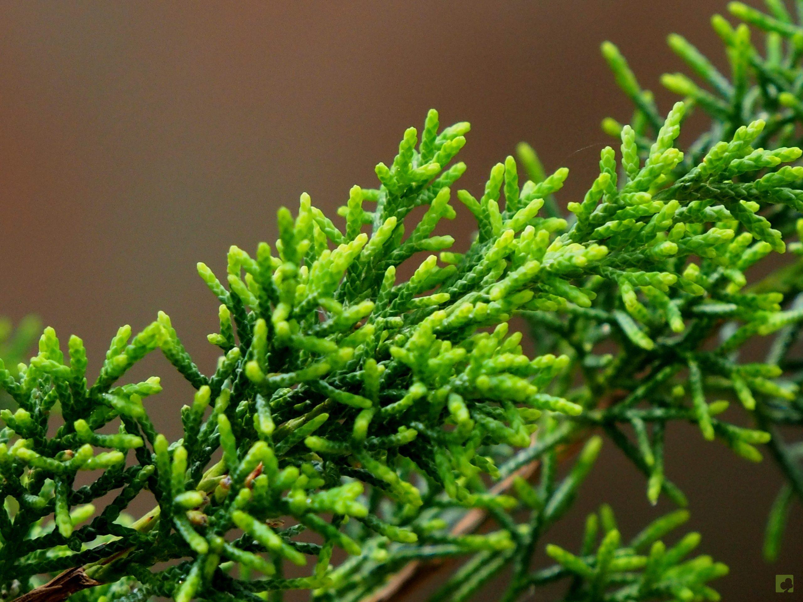 Processed with MOLDIV