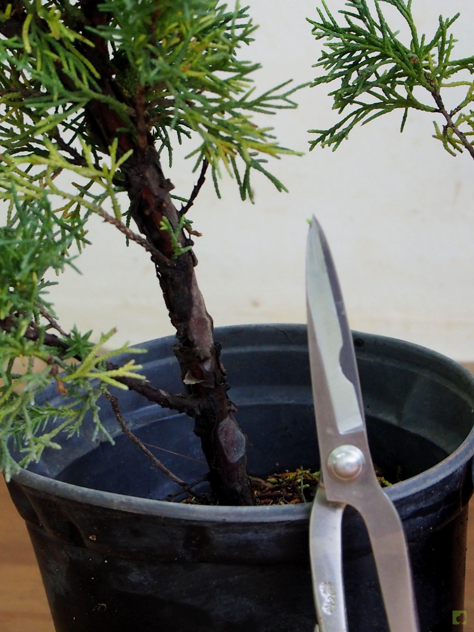 Processed with MOLDIV