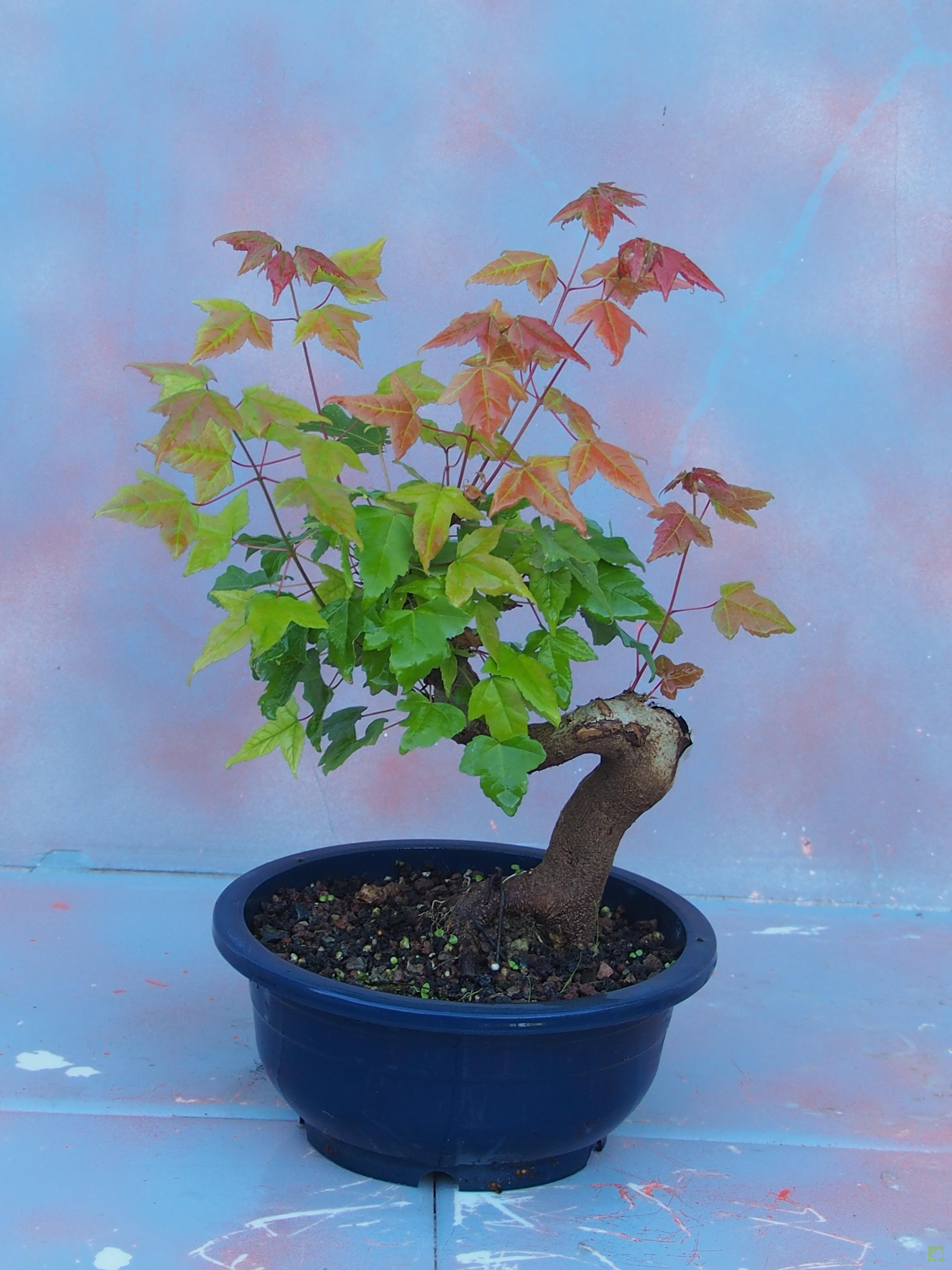 PREBONSAI ACER BURGERIANO PREBONSAI ACER BURGERIANO