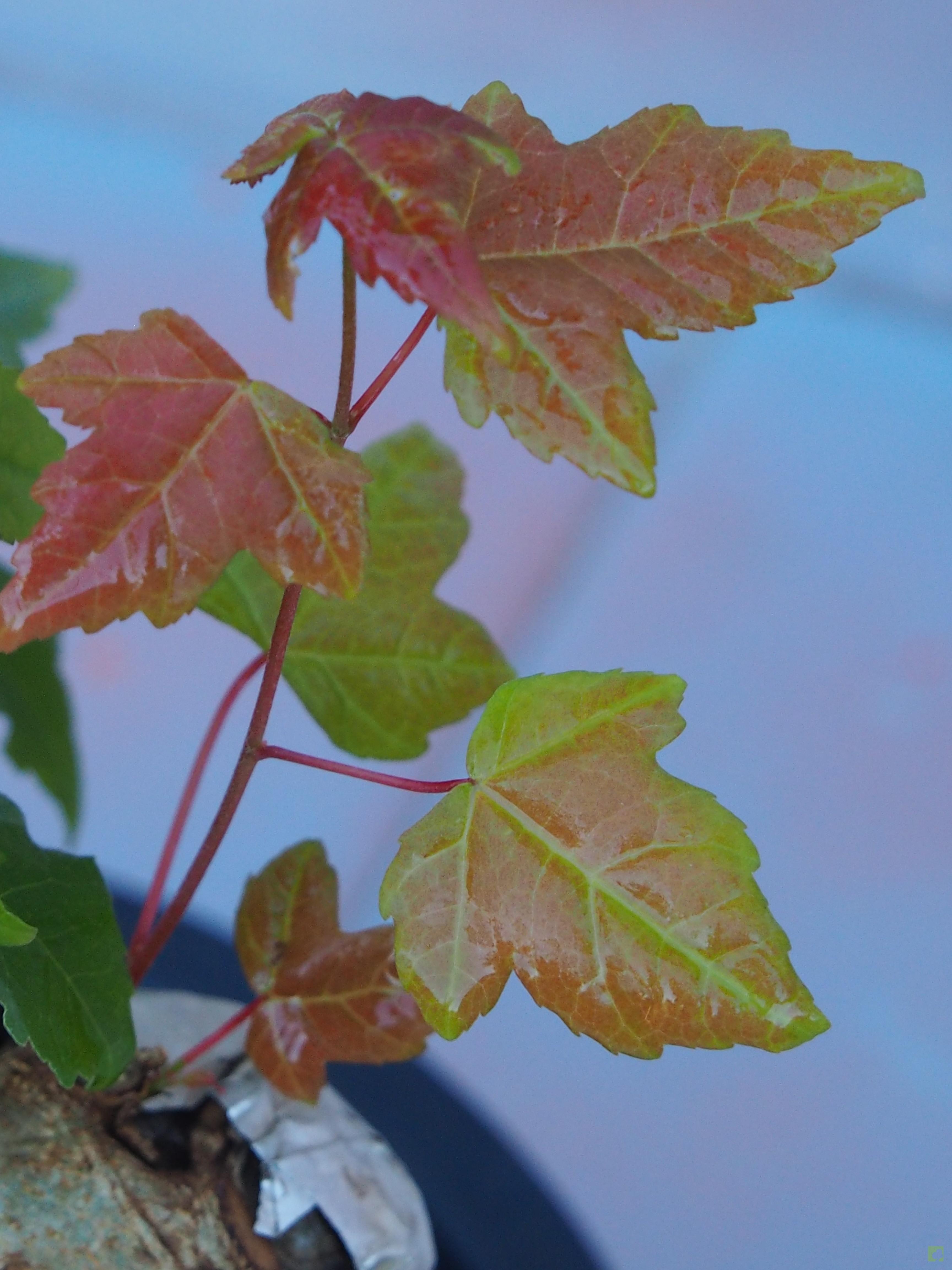 PREBONSAI ACER BURGERIANO PREBONSAI ACER BURGERIANO