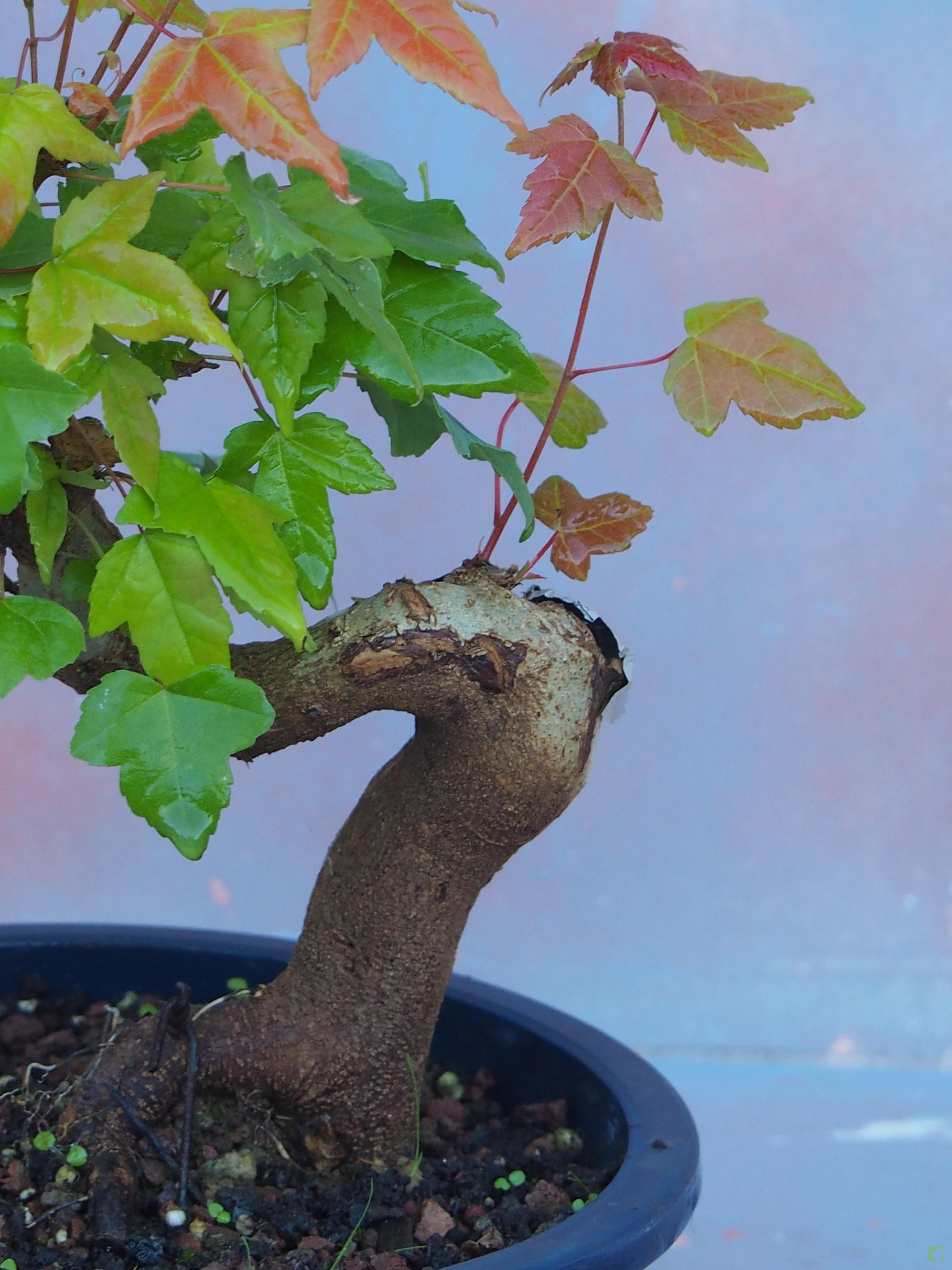 PREBONSAI ACER BURGERIANO PREBONSAI ACER BURGERIANO