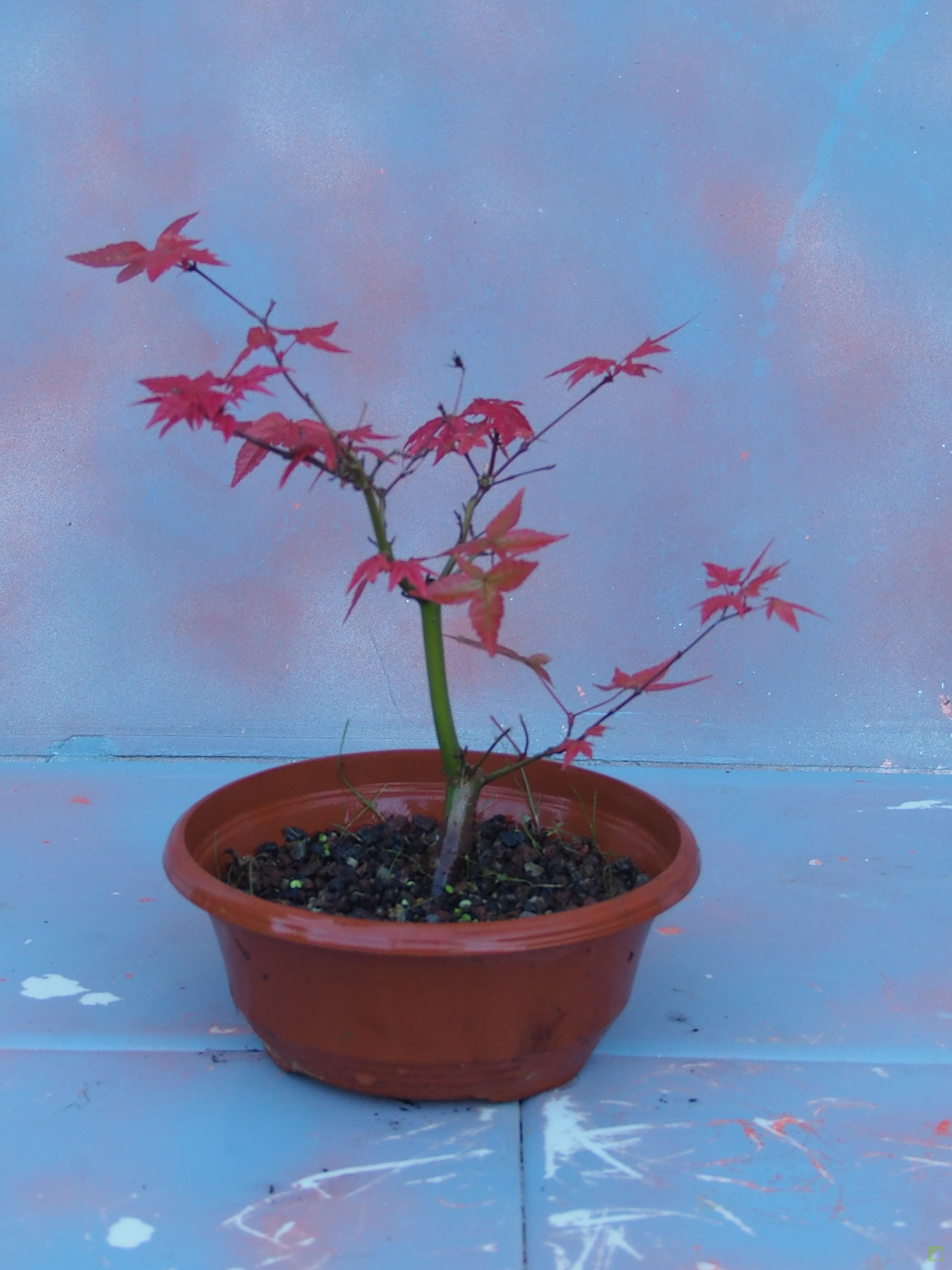 PREBONSAI ACER DESHOJO PREBONSAI ACER DESHOJO