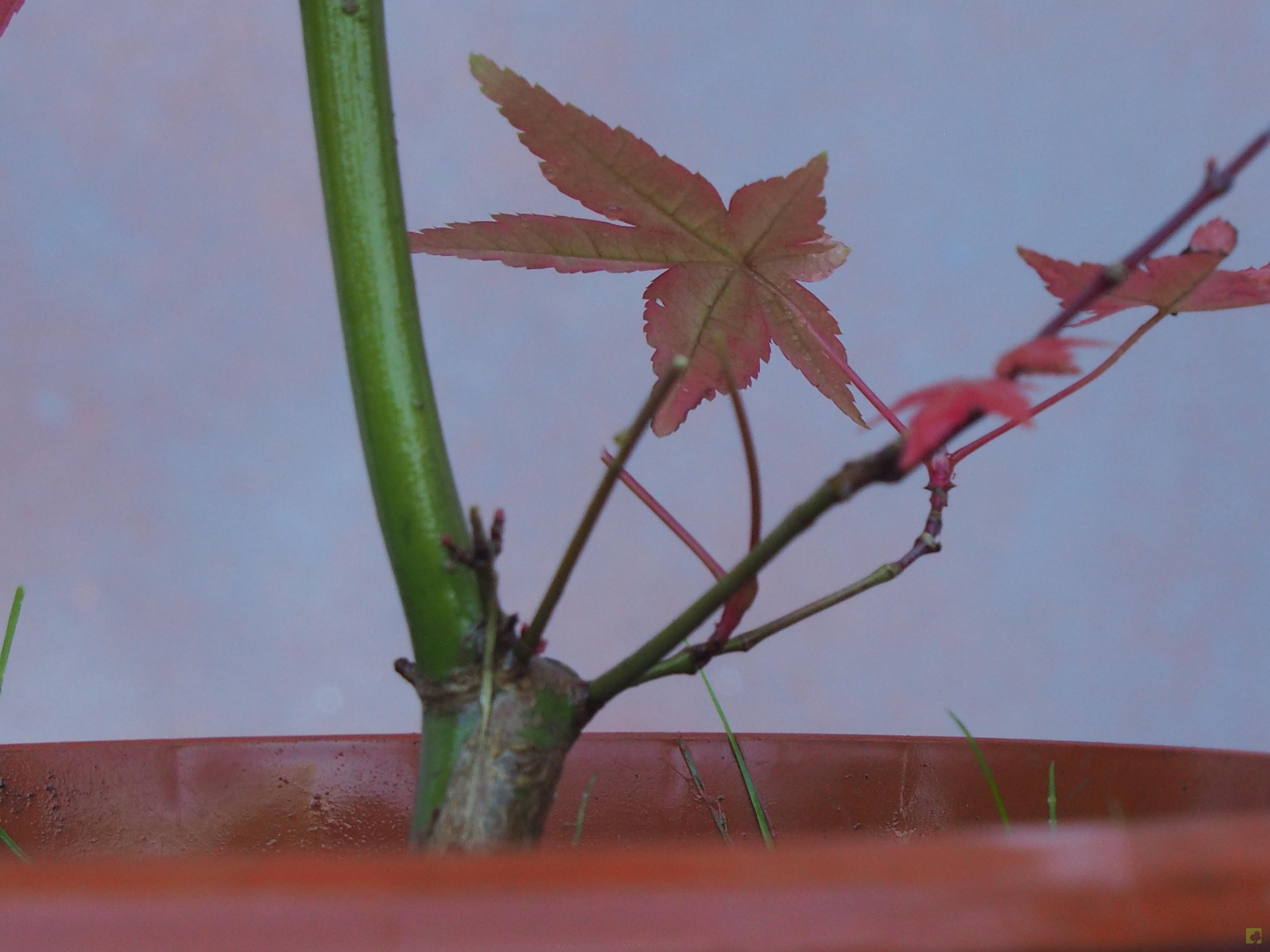 PREBONSAI ACER DESHOJO PREBONSAI ACER DESHOJO